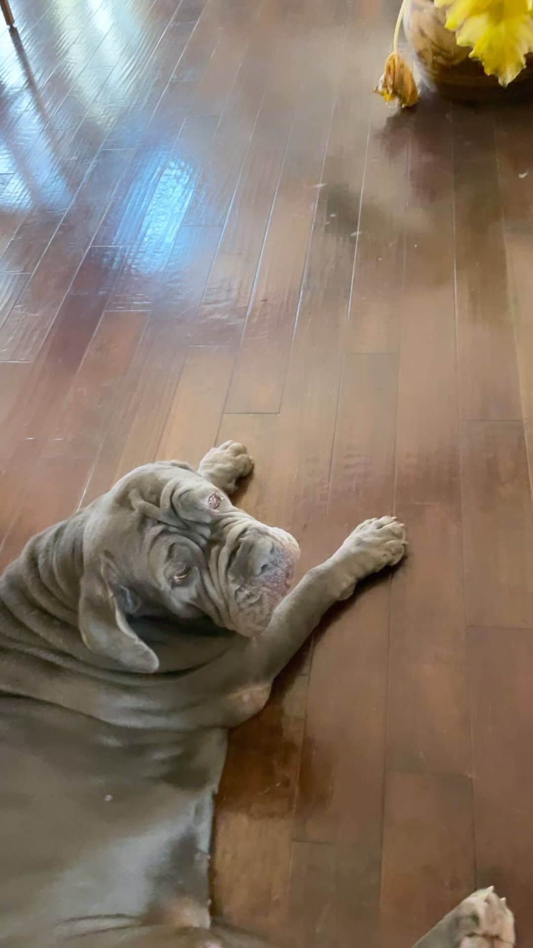 レヴェン・ランビンのインスタグラム：「Peggy the whining mastiff does not tolerate any PDA that isn’t directed towards her 💋 🥲🐳🐋🥹 she does win everytime and we stop 🙈」