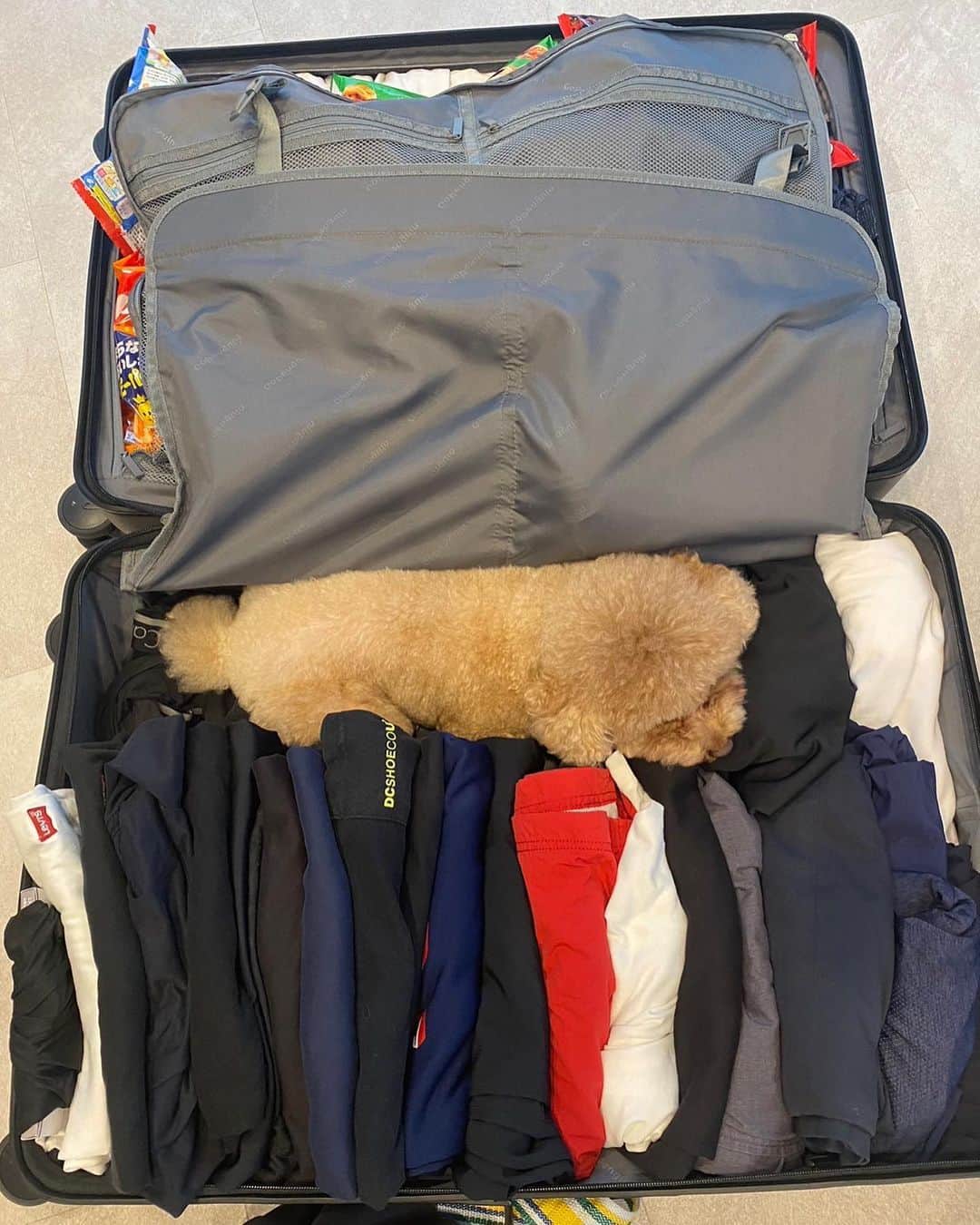 榎本加奈子のインスタグラム：「荷物が全部入らない！っ息子が言うから、パッキングを手伝ってあげてたら、邪魔するドヴィ〜🩷　  #🐩 #🐶 #🐕　 #lovedogs #🩷  #反対側お菓子ばっかり　 #ぴーちゃん もいるよ #🐓」
