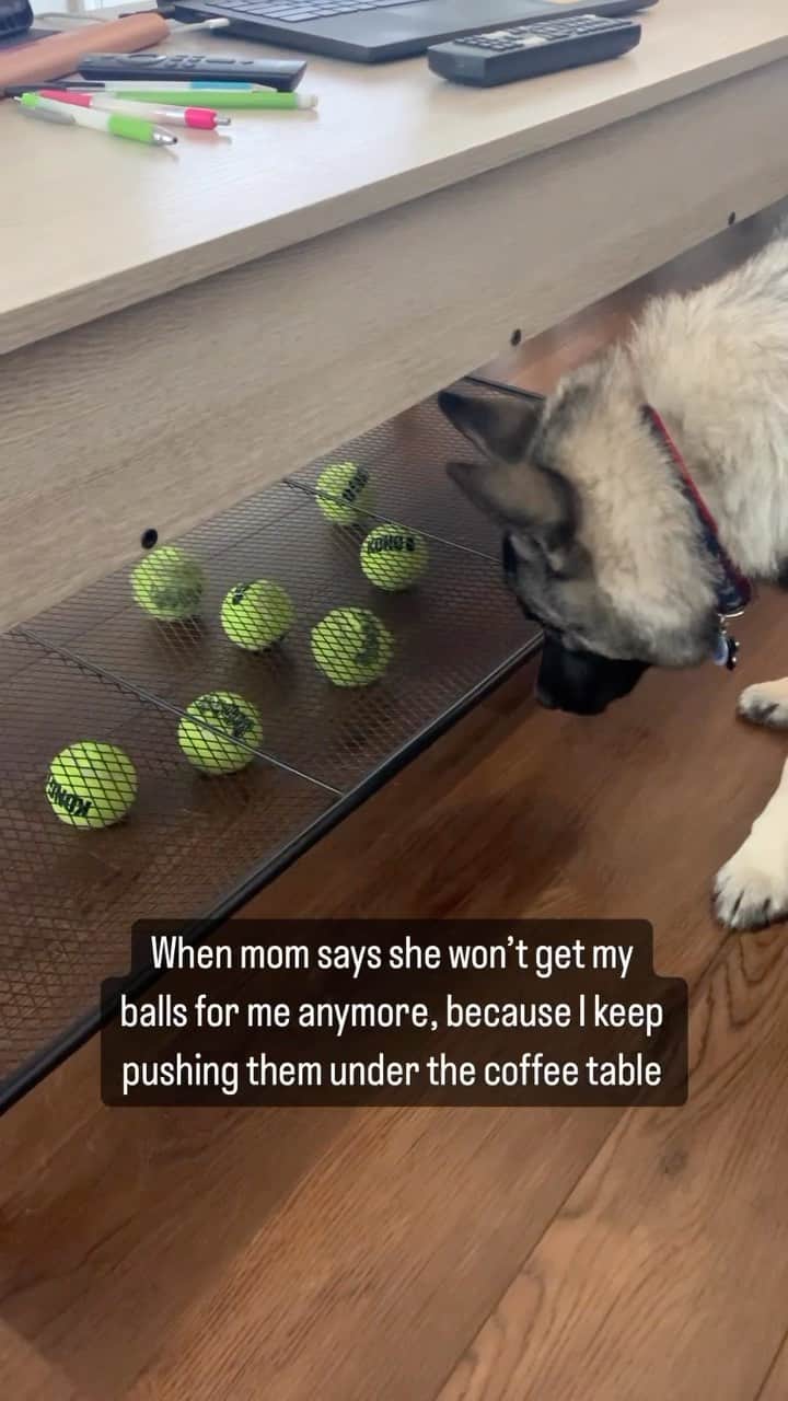 DogsOf Instagramのインスタグラム：「@rykertheelkhound can’t stop won’t stop 🎾 Any other dogs with this problem?   #ballobsessed #funnydogs #fetchislife #funnydogs #dogsofinstagram」