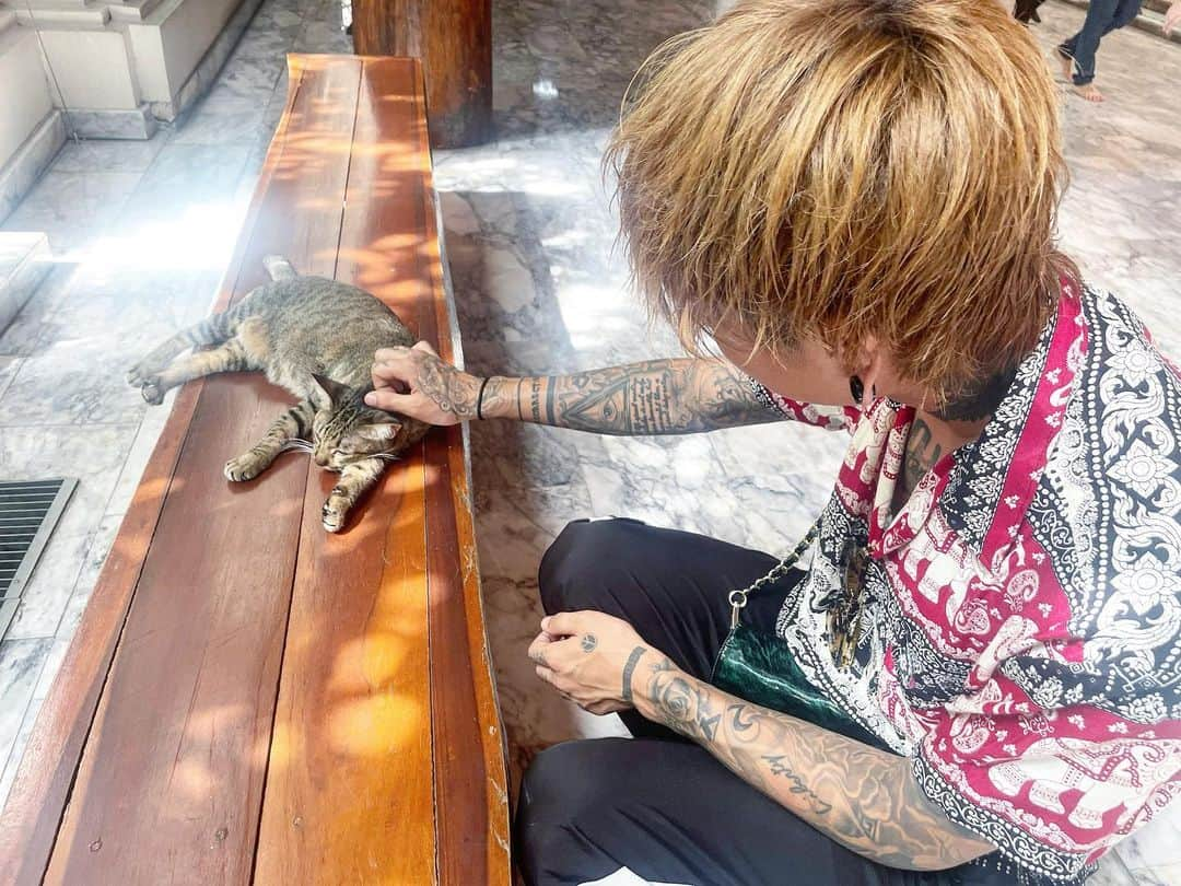 KOHEYのインスタグラム：「子供の頃からずっと猫になりたいと言ってたらしい。今も思うﾆｬ🇹🇭 #cat  #tattoo  #tailand #tai」