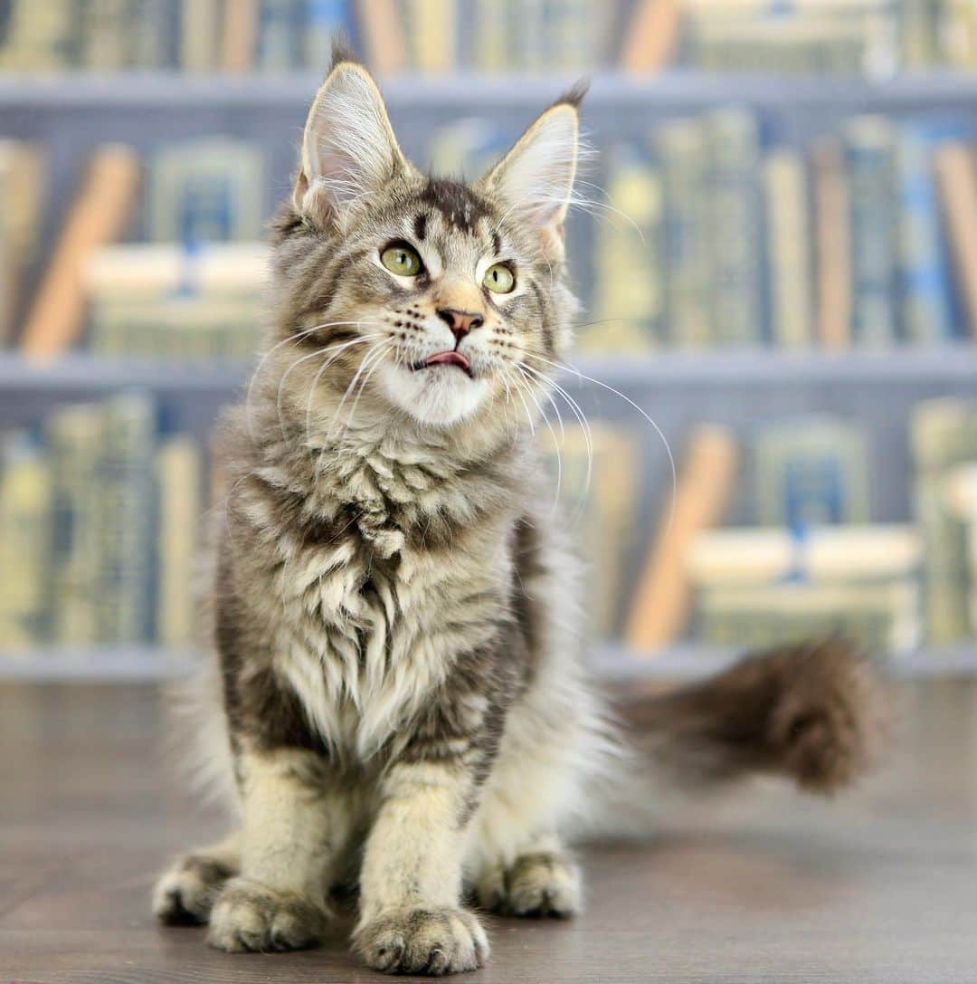 МейнКун MaineCoon Питомникのインスタグラム：「Чудесный мальчик мейн кун, очень ласковый и общительный 🤗」