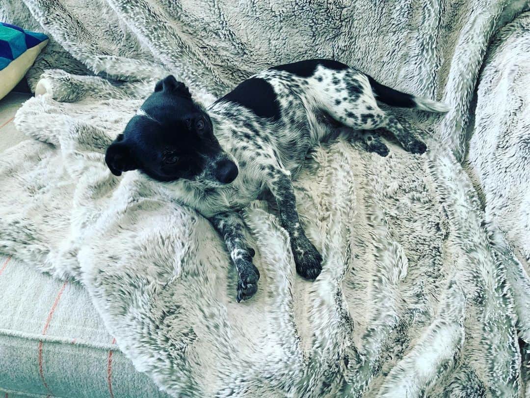 キャシー・グリフィンのインスタグラム：「SPOILED DOGGIE! 💕」
