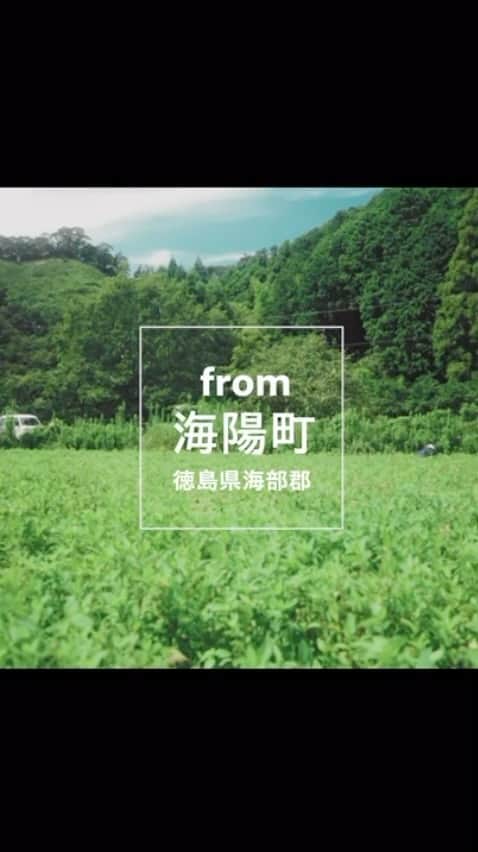 のインスタグラム：「Video production has started of Moment LEKI ver. @hicolor_handworks  @shintarowfresh @weathershop   #海陽町 #藍染」