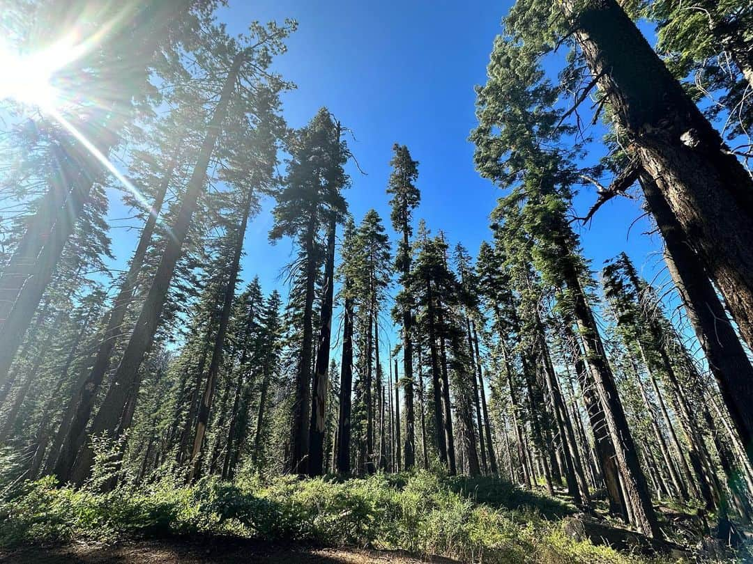 ネイサン・チェンさんのインスタグラム写真 - (ネイサン・チェンInstagram)「Shoutout .5 lens for the cool flix🌲」9月4日 6時11分 - nathanwchen