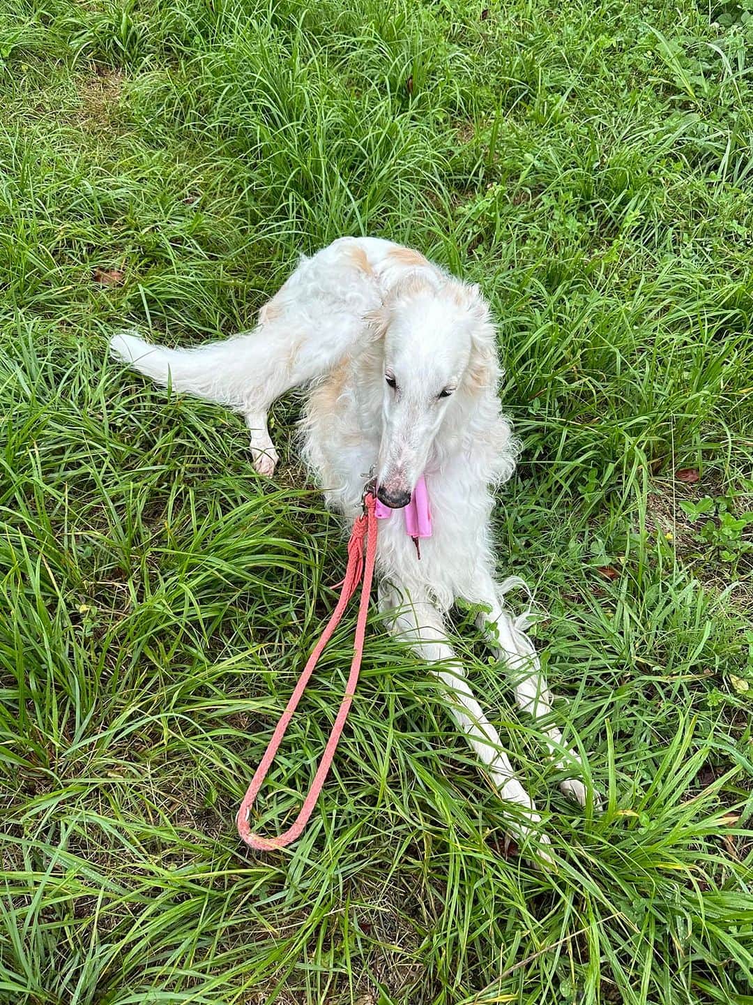 風祭ゆきのインスタグラム：「巨大みじんこ😅 今日も行き倒れ犬なヴェイロンです。 霧雨🌧️が降ろうがお構いなし。 でもいくらか涼しいかな😊」