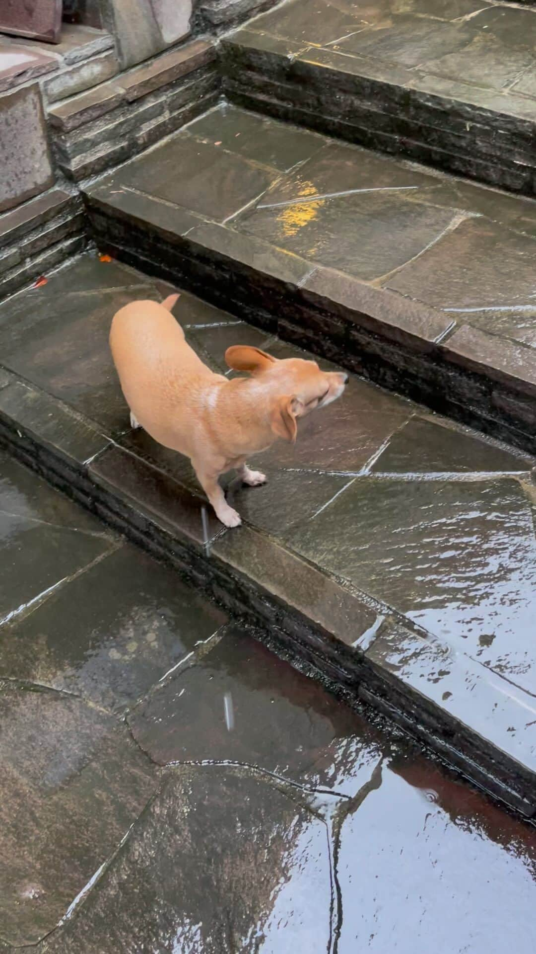 結城アンナのインスタグラム：「やっとの雨、よかったです☺️数日間扁桃炎でダウン⤵️Ozzyはずっと付き添ってくれて🐶本当にありがたい🥰今日から元気で復活だ❣️ Finally some long awaited RAIN☔️I just spent several days in bed with tonsillitis during which time Ozzy looked out for me, never leaving my side🥹💓Up and ready to go from today❣️  #iamozzy🐶 #bestwoof #元保護犬 #adoptdontshop #日々の暮らし」