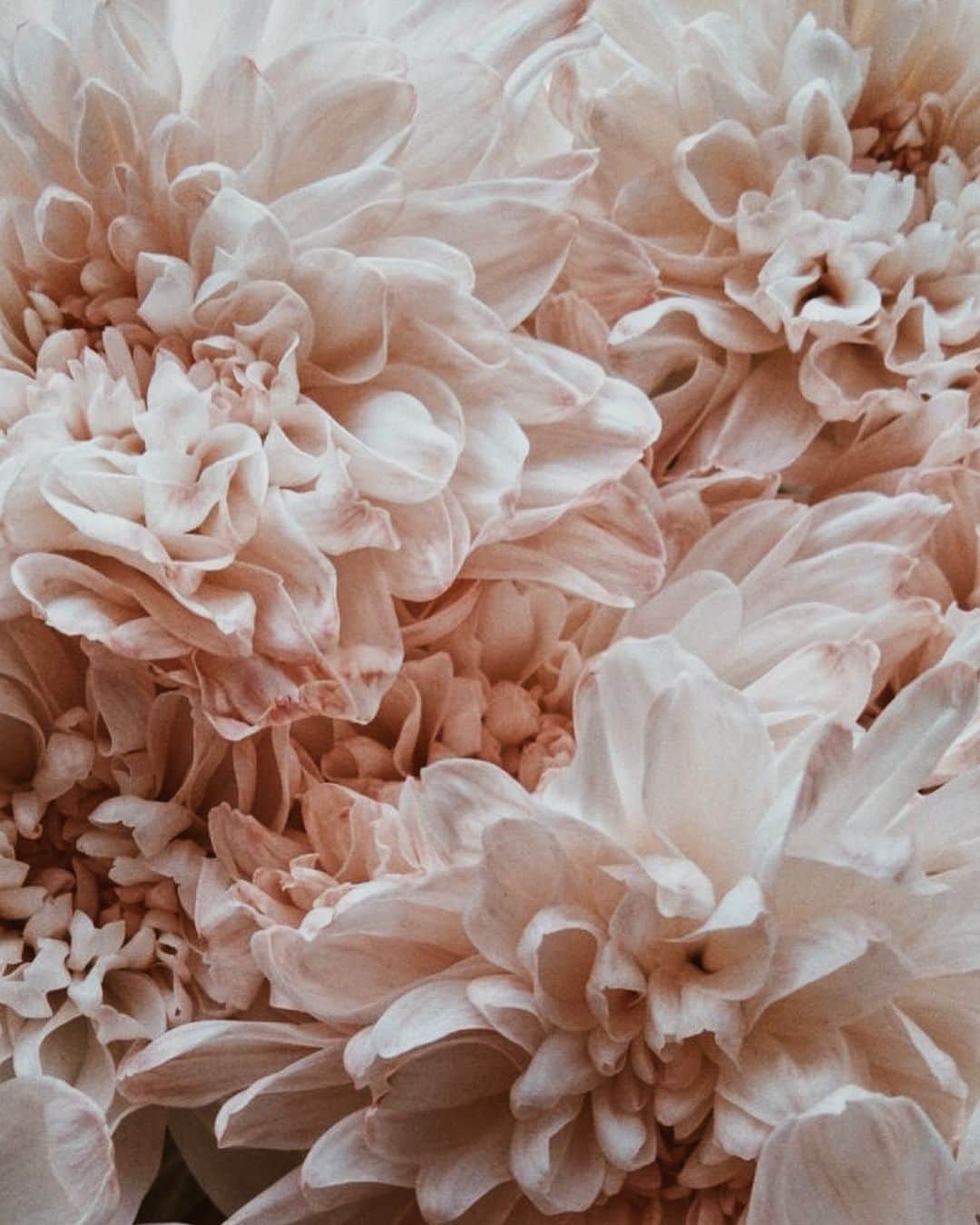 Yukicoさんのインスタグラム写真 - (YukicoInstagram)「🍃🌸🍃🌸🍃  ————————————————————— 見てくださる方にプラスになる投稿をしていきます 是非いいね♡フォロー♡ よろしくお願いいたします𓅟 私の写真の編集については フォトレッスンでレクチャーをしています —————————————————————  #flowers#flowerpower#flowerphotography#flowerporn#flowerslovers#flowerstagram#bouquet#bouquets#btsarmy#jiminpen#btsjimin #ジミンペン」9月4日 7時27分 - yukicolifecom