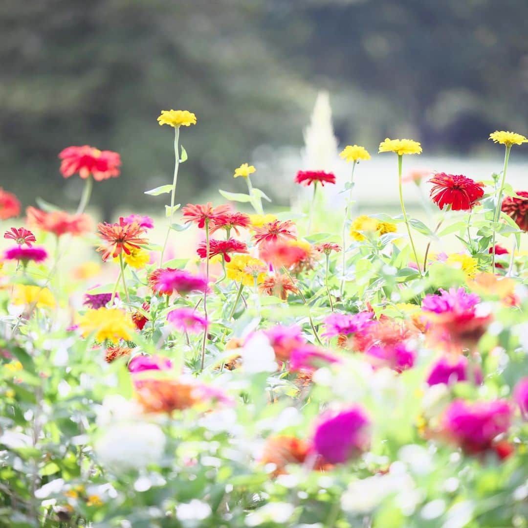 kiccyomuのインスタグラム：「☁️ 2023.09.04 Mon #昭和記念公園 #ジニア #百日草  この花も100日咲くのかな？  今日は少し暑さも控えめ とはいえ… 雨降りで気温30度は 蒸し蒸し💦  location #東京 ❣️ 📷撮影 2023年8月30日」