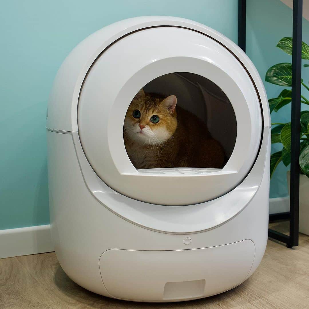 Hosicoのインスタグラム：「Look what's here, it's a WOWALL cat litter box! 😺 Here's what I liked the most about it: silent, fast automatic cleaning, mobile phone application, sterilization and deodorization system. Follow my posts, I will show more about him soon. You can order NOW! 50% off through the link https://wowallcc.com/products/bailong or link in my bio @hosico_cat  Fast delivery, next-day to Moscow, in Russia in 7 days #wowall #catlitterbox #cat #pet」