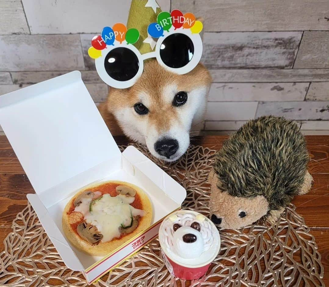 柴犬たま Shibainu Tamaさんのインスタグラム写真 - (柴犬たま Shibainu TamaInstagram)「本日9月4日はミケしゃん8歳の誕生日🎂✨🎉⠀ ⠀ お誕生日おめでとう〜👏👏👏⠀⠀ ⠀ Caption trans🇬🇧⠀⠀ Today, September 4, is Meekeh's 8 years old birthday🎂✨🎉 Congratulations to Meekeh👏👏👏⠀⠀ ⠀⠀ #たま家族 #柴犬ミケ #ミケママ #8歳の誕生日 #8歳 #誕生日おめでとう #誕生日 #birthday #happybirthday #笑顔 #かなりひし形 #こう見えてアラフィフ #永遠のキッズ #童顔 #じーっ #ガン見 #食いしん坊ミケ⠀ #柴犬 #shiba #shibainu #shibastagram #犬 #dog」9月4日 18時27分 - tama7653