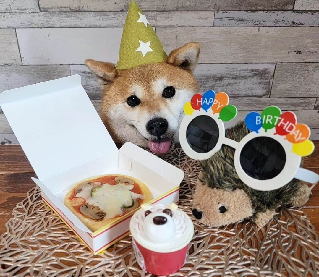 柴犬たま Shibainu Tamaさんのインスタグラム写真 - (柴犬たま Shibainu TamaInstagram)「本日9月4日はミケしゃん8歳の誕生日🎂✨🎉⠀ ⠀ お誕生日おめでとう〜👏👏👏⠀⠀ ⠀ Caption trans🇬🇧⠀⠀ Today, September 4, is Meekeh's 8 years old birthday🎂✨🎉 Congratulations to Meekeh👏👏👏⠀⠀ ⠀⠀ #たま家族 #柴犬ミケ #ミケママ #8歳の誕生日 #8歳 #誕生日おめでとう #誕生日 #birthday #happybirthday #笑顔 #かなりひし形 #こう見えてアラフィフ #永遠のキッズ #童顔 #じーっ #ガン見 #食いしん坊ミケ⠀ #柴犬 #shiba #shibainu #shibastagram #犬 #dog」9月4日 18時27分 - tama7653