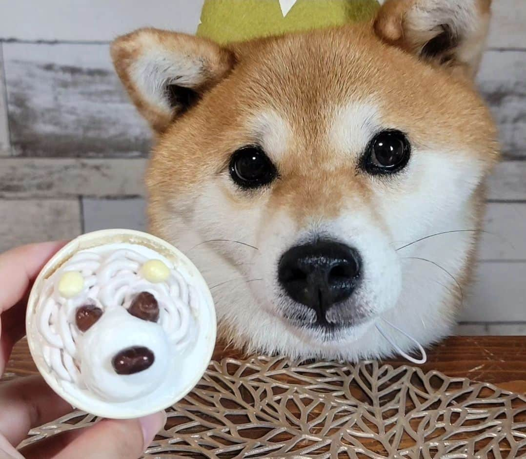 柴犬たま Shibainu Tamaさんのインスタグラム写真 - (柴犬たま Shibainu TamaInstagram)「本日9月4日はミケしゃん8歳の誕生日🎂✨🎉⠀ ⠀ お誕生日おめでとう〜👏👏👏⠀⠀ ⠀ Caption trans🇬🇧⠀⠀ Today, September 4, is Meekeh's 8 years old birthday🎂✨🎉 Congratulations to Meekeh👏👏👏⠀⠀ ⠀⠀ #たま家族 #柴犬ミケ #ミケママ #8歳の誕生日 #8歳 #誕生日おめでとう #誕生日 #birthday #happybirthday #笑顔 #かなりひし形 #こう見えてアラフィフ #永遠のキッズ #童顔 #じーっ #ガン見 #食いしん坊ミケ⠀ #柴犬 #shiba #shibainu #shibastagram #犬 #dog」9月4日 18時27分 - tama7653