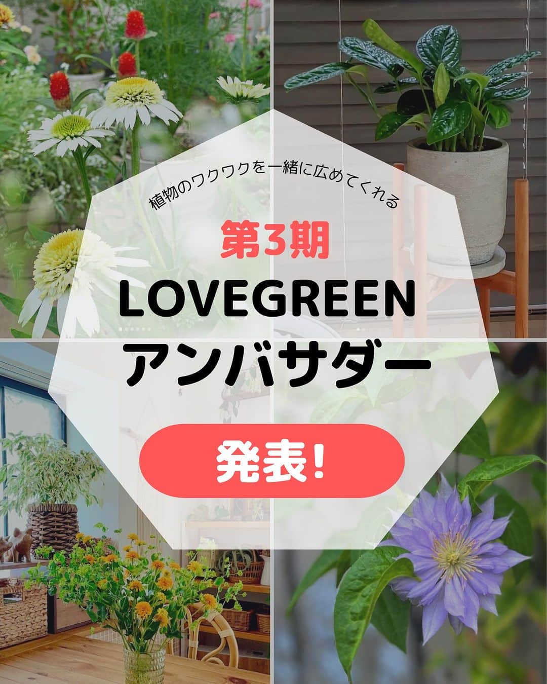 LOVEGREEN -植物と暮らしを豊かに。さんのインスタグラム写真 - (LOVEGREEN -植物と暮らしを豊かに。Instagram)「🌿発表🌿  第3期LOVEGREENアンバサダーにたくさんのご応募をいただきありがとうございました🙂  コメントいただいた皆様、素敵な植物生活を送られているかたばかりで、本当に全員にお願いしたい想いでいっぱいでした✨ 倍率20倍以上のなか、今回アンバサダーに就任いただいた21名の方をご紹介します🎉  ▼第3期LOVEGREENアンバサダー（順不同） @mugi_tan @yuki710 @harusaika_ @busho_no_haha @sumi64.mi @sss_care_potato @noelnojungle223 @yu.treaf @shokubutsugasuki @rico_plants_grm @kuramubonth25 @miyoconnn @daily_life_n_n15 @ten.412 @nontangarden @koha_ru_garden @ryo_bunga_ @plantblog15 @chisaru_green.aqua.interior @natural_lifestyle_press @greenforever.y  ちなみに本投稿の画像も、第3期LOVEGREENアンバサダーの方のご投稿写真を使わせていただきました🍀また、第1期・第2期アンバサダーの皆様にも、引き続き活動を継続していただきます🙌  昨年8月にスタートしたアンバサダーですが、今ではプチ編集部のような感覚で、いろいろなヒントをいただけたりしていて、とても感謝しております。  今回、残念ながらお願いできなかった方も、継続して植物の輪を広げてまいりますので、ぜひ次の機会にもご応募いただければうれしいです🤲   #植物生活 #植物のある生活 #植物のある暮らし #植物好きと繋がりたい #植物好き #観葉植物 #観葉植物好き #観葉植物インテリア #観葉植物のある生活 #観葉植物のある暮らし #観葉植物好きな人と繋がりたいな人と繋がりたい #ラブグリーンアンバサダー」9月4日 9時49分 - lovegreen_official