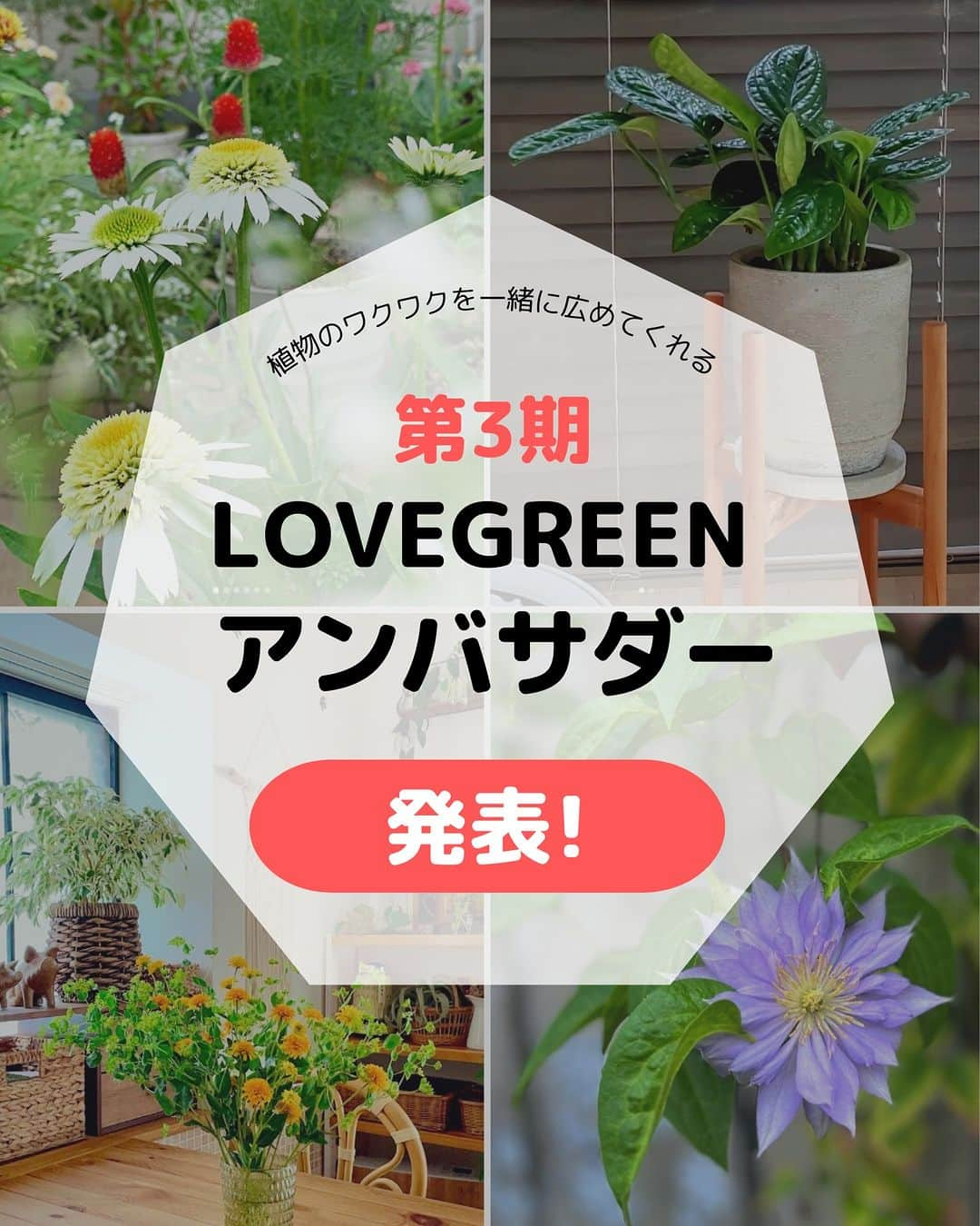 LOVEGREEN -植物と暮らしを豊かに。のインスタグラム：「🌿発表🌿  第3期LOVEGREENアンバサダーにたくさんのご応募をいただきありがとうございました🙂  コメントいただいた皆様、素敵な植物生活を送られているかたばかりで、本当に全員にお願いしたい想いでいっぱいでした✨ 倍率20倍以上のなか、今回アンバサダーに就任いただいた21名の方をご紹介します🎉  ▼第3期LOVEGREENアンバサダー（順不同） @mugi_tan @yuki710 @harusaika_ @busho_no_haha @sumi64.mi @sss_care_potato @noelnojungle223 @yu.treaf @shokubutsugasuki @rico_plants_grm @kuramubonth25 @miyoconnn @daily_life_n_n15 @ten.412 @nontangarden @koha_ru_garden @ryo_bunga_ @plantblog15 @chisaru_green.aqua.interior @natural_lifestyle_press @greenforever.y  ちなみに本投稿の画像も、第3期LOVEGREENアンバサダーの方のご投稿写真を使わせていただきました🍀また、第1期・第2期アンバサダーの皆様にも、引き続き活動を継続していただきます🙌  昨年8月にスタートしたアンバサダーですが、今ではプチ編集部のような感覚で、いろいろなヒントをいただけたりしていて、とても感謝しております。  今回、残念ながらお願いできなかった方も、継続して植物の輪を広げてまいりますので、ぜひ次の機会にもご応募いただければうれしいです🤲   #植物生活 #植物のある生活 #植物のある暮らし #植物好きと繋がりたい #植物好き #観葉植物 #観葉植物好き #観葉植物インテリア #観葉植物のある生活 #観葉植物のある暮らし #観葉植物好きな人と繋がりたいな人と繋がりたい #ラブグリーンアンバサダー」