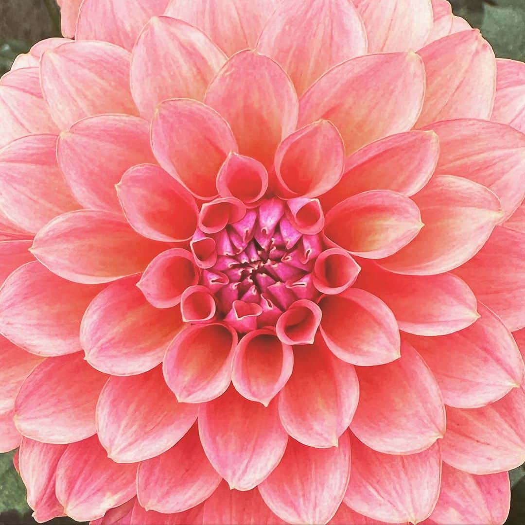 キャサリン ミッシェルのインスタグラム：「A flower for you my friends. Dahlia in full bloom at the Conservatory of Flowers in Golden Gate Park. The dahlia is the official flower of San Francisco #flowerpower #flowergirl #dahliaseason #fleur #fiore #goldengatepark #sundayinthepark #naptime #nofilter」