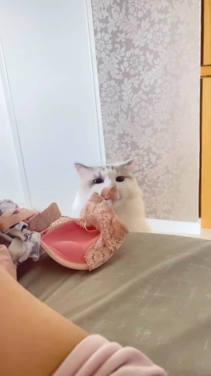 Aww Clubのインスタグラム