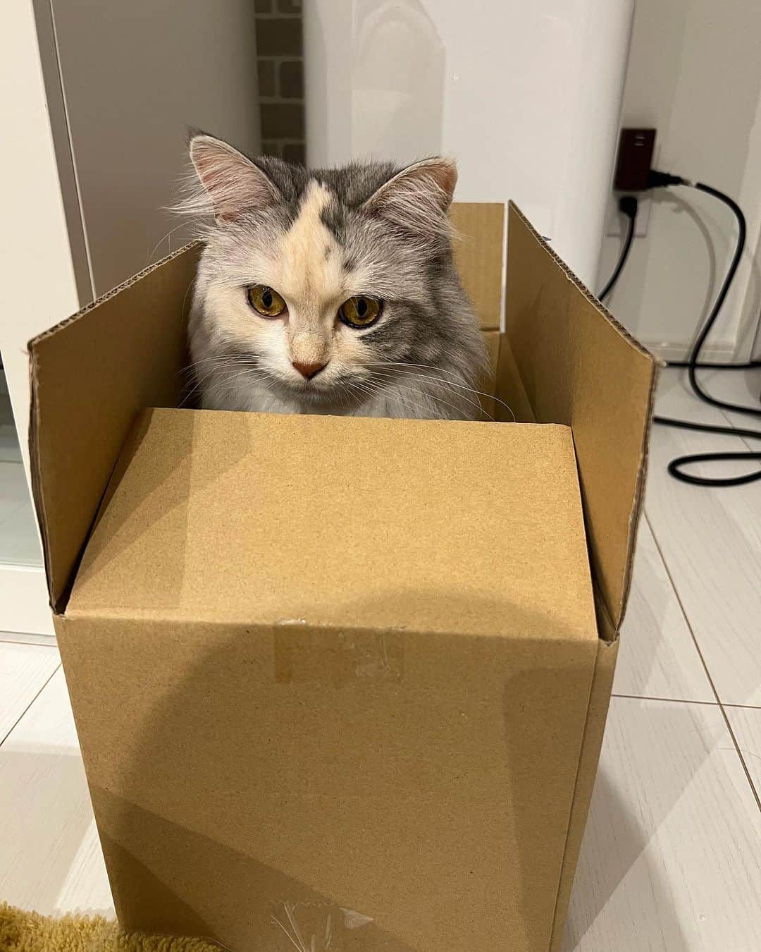 桜咲千依のインスタグラム：「箱入り娘、虚無顔？🐱    #猫  #マンチカン  #ほたて」