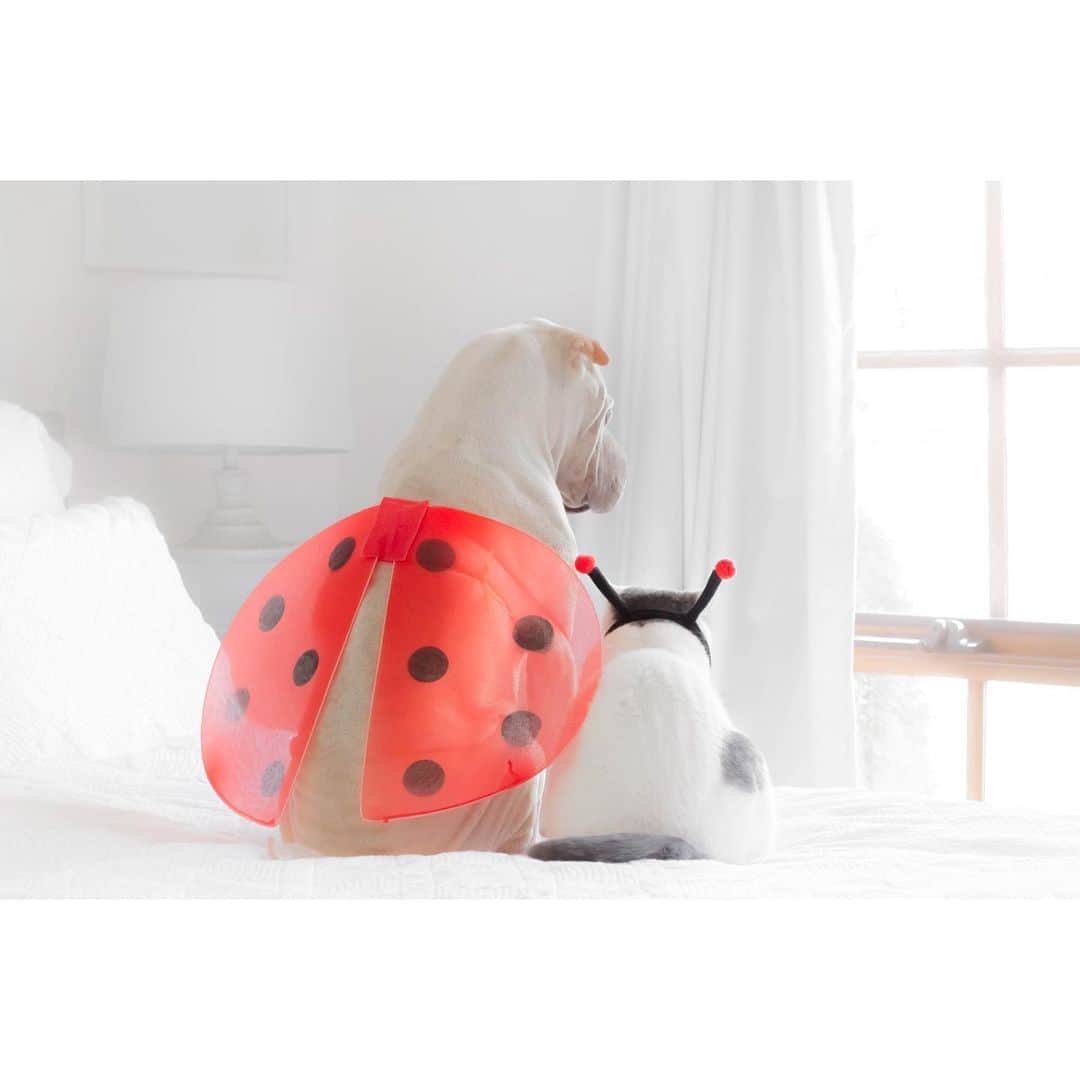 のインスタグラム：「You could never bug me 🐞 🤍 #paddy #butler #bestfriends #love #forever #sharpei #sharpeisofinstagram #sharpeisoftheworld #spring #dog #dogs #dogsofinstagram #doglover #cat #catsofinstagram #britishshorthair #catsanddogs #instagood #weeklyfluffy #instadaily #iloveyoutothemoonandback」