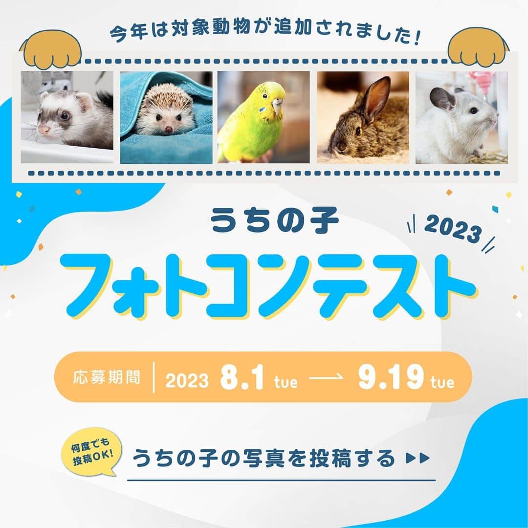 アイペット ペットスナップキャンペーンのインスタグラム
