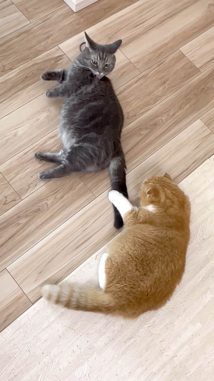 bunny & 2 catsのインスタグラム：「Enzou🐱 and Gomazou😽 _ 🐾Threadsでお伝えしたのですがごまちゃん #膀胱炎 でした🏥 🐾病院帰り直後、気持ちの整理をしているごまちゃん 🐾えんちゃん底抜けの #鈍感力 🎊 _ #scottishfold#多頭飼い#ねこ#猫#cats#cute#amazing#スコティッシュフォールド#マンチカン#マンチカン#チンチラ _ #PECO#ねこ#9gag#WeeklyFluff#ふわもこ部#instavideo#ねこのきもち#catsofinstagram#instagram#instagramjapan#猫動画#cats_of_world」