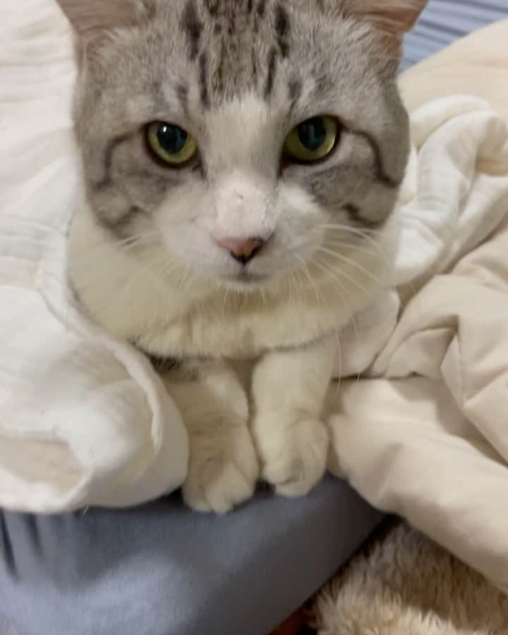 Nyankichi Noranekoのインスタグラム