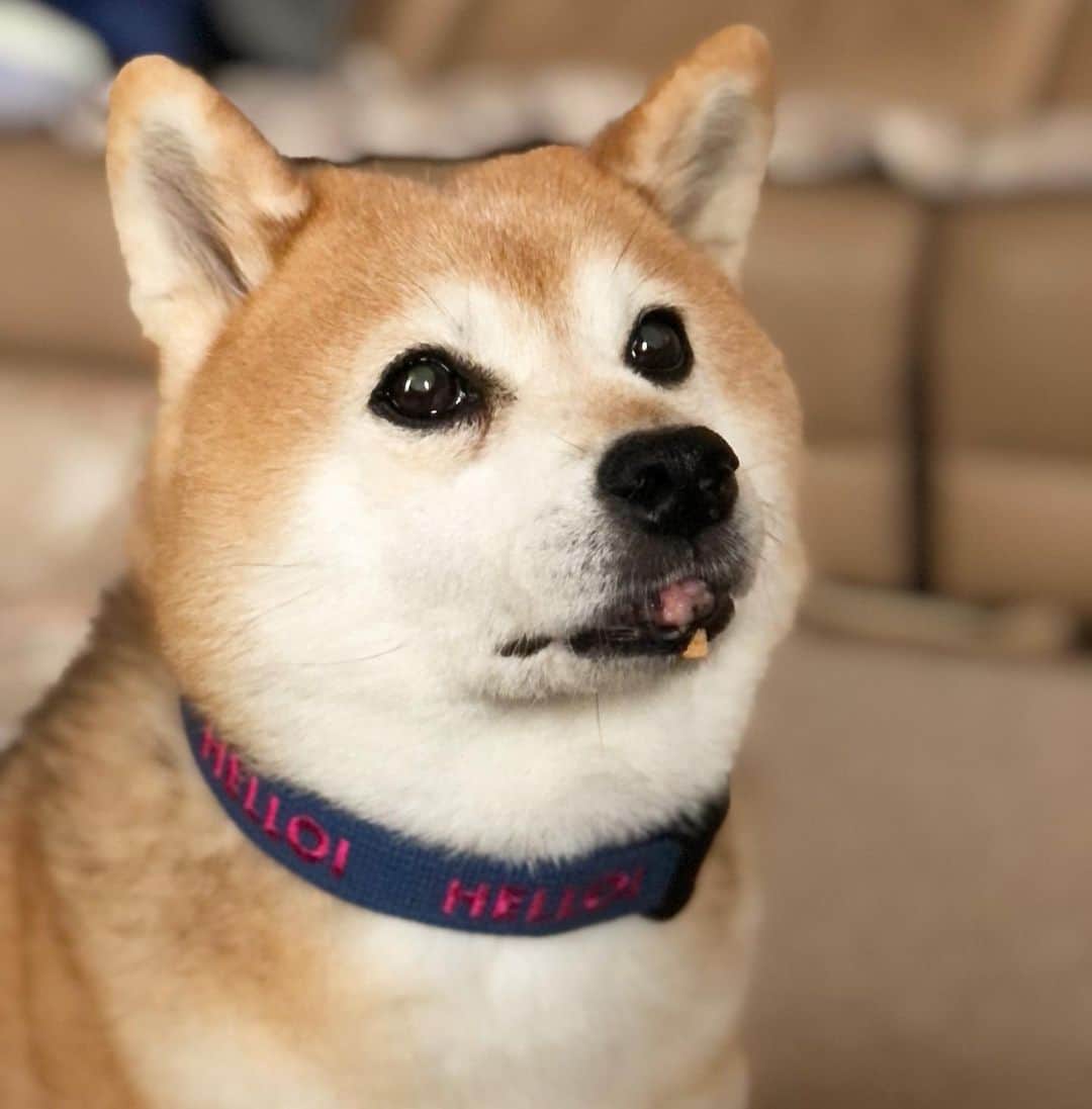 くるみのインスタグラム：「飼い主からのお土産は こちらもdog cafe さんで購入したカラー🩵🩷だよ〜  ドッグカフェのお姉さんにチョイスしてもらっためちゃ可愛いカラー🩵🩷  ありがとうございました😊  #口にクッキーついてる #歯茎の腫れは薬の副作用だよ」