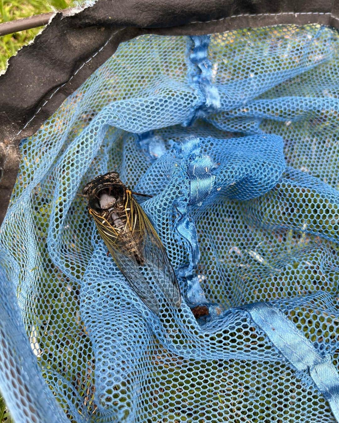 aco.さんのインスタグラム写真 - (aco.Instagram)「📷2023.9.2  あんなに賑やかだった庭の#蝉 も ほとんど鳴かなくなりました  まだまだ暑いけど 確実に季節は移っていってるんだなぁ  暑かったこの日、 珍しく1匹だけ鳴いていた蝉を 娘が見つけました  最近、虫眼鏡がブームの娘🔍 （虫眼鏡の位置おかしいけど… 　絶対見えてない笑）  弱っていたのか すぐに飛び立つこともなかったので 娘と少し観察させてもらいました  触るのは怖くて無理だったけど 近頃 虫が好きで、興味津々☺️ . . その後、庭に掘った穴に水を溜めて遊んでいたら 庭に住んでいるカエルが入りにやってきました！🐸  多分ずっと住んでいて冬越しもしているカエル  人馴れしちゃってるのか そんなに逃げないんです  この家に住んでから リビングに入っちゃってることもあって （さすがにこの土ガエル？はないけど 　アマガエルはしょっちゅう部屋で会います笑） 私もカエルは平気で触れるようになりました🤣🐸 . . . . . #aco子育て記録 #aco季節を楽しむ暮らし . #緑のある暮らしを楽しむ #グリーンのある暮らしを楽しむ #季節を楽しむ暮らし #庭のある暮らし #ムクリ #マイホーム #木の家 #平屋 #平屋建て #平家の家 #平家住宅 #平屋暮らし #こどものいる暮らし #こどもと暮らす #子育てを楽しむ #3歳 #3歳女の子 #10月生まれ #幼稚園児 #こどものいる暮らし #こどもと暮らす #子育てを楽しむ  #11歳差子育て #年の差兄妹 #年の差育児  #暮らしを楽しむ家づくり #暮らしの記録 #日常の記録 #日常を楽しむ #日常を楽しく .」9月4日 13時21分 - aco.chaaaaan