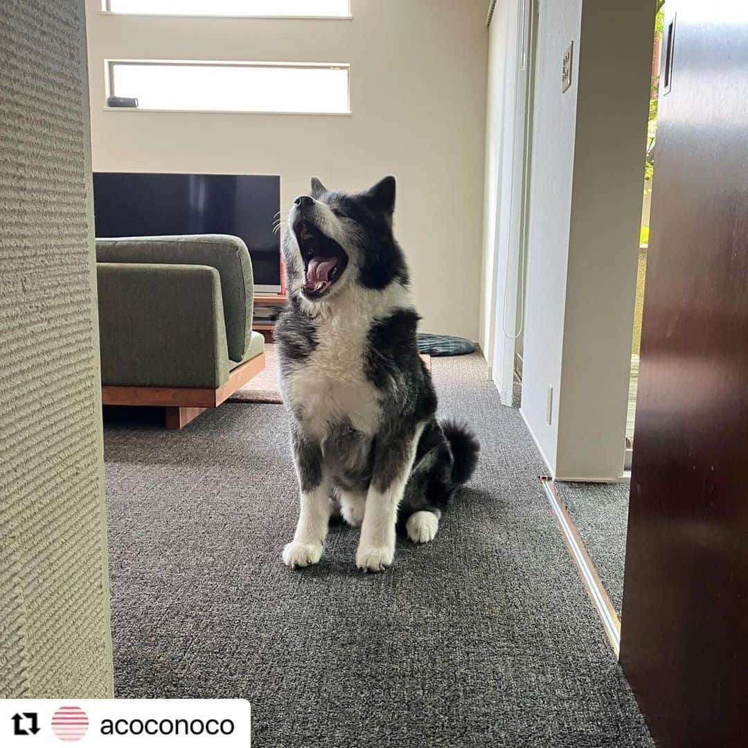 【公式】いぬのきもち・ねこのきもちのインスタグラム：「#Repost @acoconoco さんの虎太郎くん。  「ごあぁぁぁーん！」 のおたけび中。  どんな風に言ってるのか 聞いてみたいな😆  ハッシュタグ #いぬのきもち #ねこのきもち に投稿いただいた可愛い写真をご紹介しています！ 「いぬのきもちWEB　MAGAZINE」、「ねこのきもちWEB MAGAZINE」でもご紹介させていただくことも！  -------------------  .  #いぬ #いぬすたぐらむ #いぬのいる暮らし #いぬのきもち #いぬ好き #犬 #犬好きさんと繋がりたい #犬のいる生活 #犬と暮らす #犬好き #dog #dogsofinstagram #dogstagram  #秋田犬」