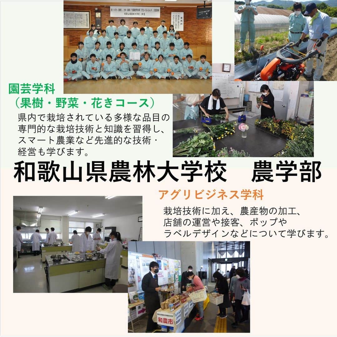 きいちゃんさんのインスタグラム写真 - (きいちゃんInstagram)「. ／ 和歌山県農林大学校農学部　学生募集！ ＼  10 月3 日（火）に推薦入試を実施します まもなく願書受付開始！（9/12～）  和農林大なら、農業の基本から先進的な技術まで学べる！ 農産物の加工や店舗運営、商品デザインも学べる！  和歌山県の農業に興味がある方、やってみたいことがある方のチャレンジをお待ちしています ▽詳細はこちら▽ https://www.pref.wakayama.lg.jp/prefg/nourindaigaku/index.html  #和歌山　#農業　#入学試験　#入試　#学生募集　#農業好きな人と繋がりたい　#新規就農　#農家」9月4日 14時30分 - wakayamapref_pr
