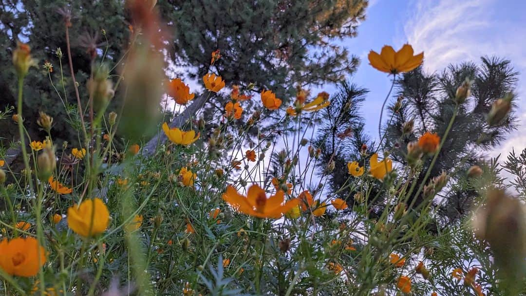 松山メアリのインスタグラム：「🌼🍂🍇🏀🧡  #flowers #キバナコスモス」