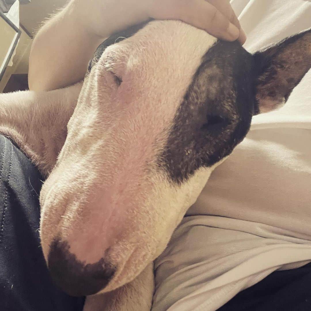 Q太郎さんのインスタグラム写真 - (Q太郎Instagram)「#minituru#bull#terrier#minibullterrier#miniturubullterrier#dog#dogstagram#cute#qtaro#love#family#ミニチュア#ブルテリア#ミニチュアブルテリア#Q太郎」9月4日 15時43分 - qtaro.jun