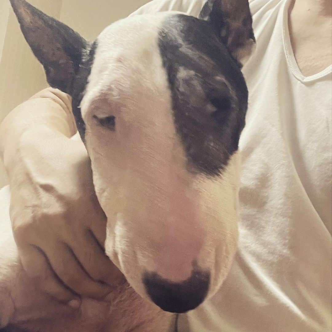 Q太郎さんのインスタグラム写真 - (Q太郎Instagram)「#minituru#bull#terrier#minibullterrier#miniturubullterrier#dog#dogstagram#cute#qtaro#love#family#ミニチュア#ブルテリア#ミニチュアブルテリア#Q太郎」9月4日 15時43分 - qtaro.jun