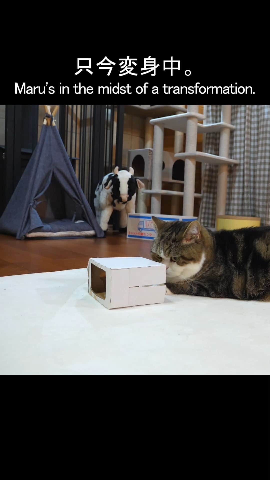 まる & はなのインスタグラム：「変身するまるさん。 Maru transforms.  #猫 #cats」