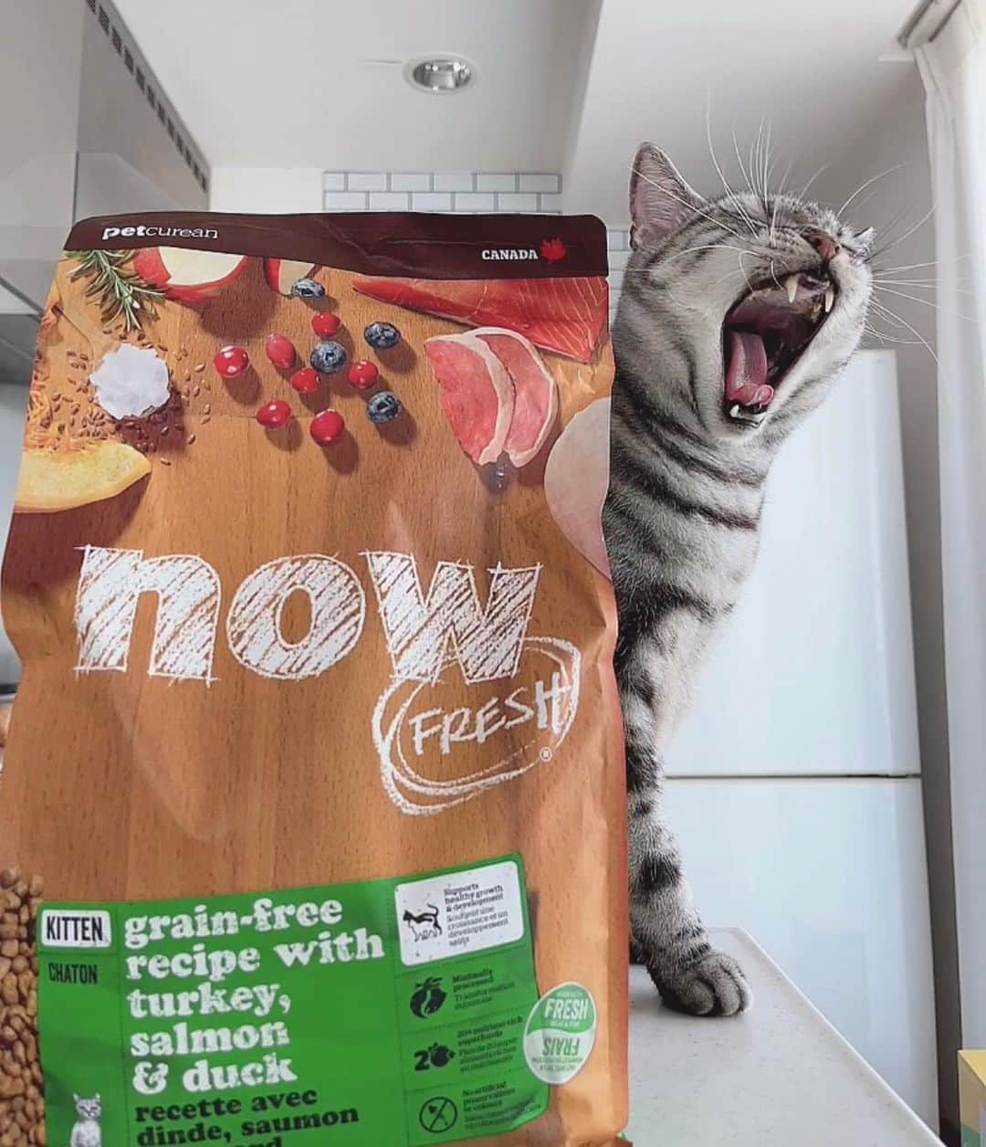 みひろさんのインスタグラム写真 - (みひろInstagram)「. 最近　サンタのご飯買う時、初めてのを選ぶようにしてます🍚  今回は　 #nowfresh @nowfresh.japan   モグモグ食べてるので、好きみたい♡  #ねこ #ねこのいる生活 #猫ご飯 #キャットフード」9月4日 16時50分 - mihiro0519