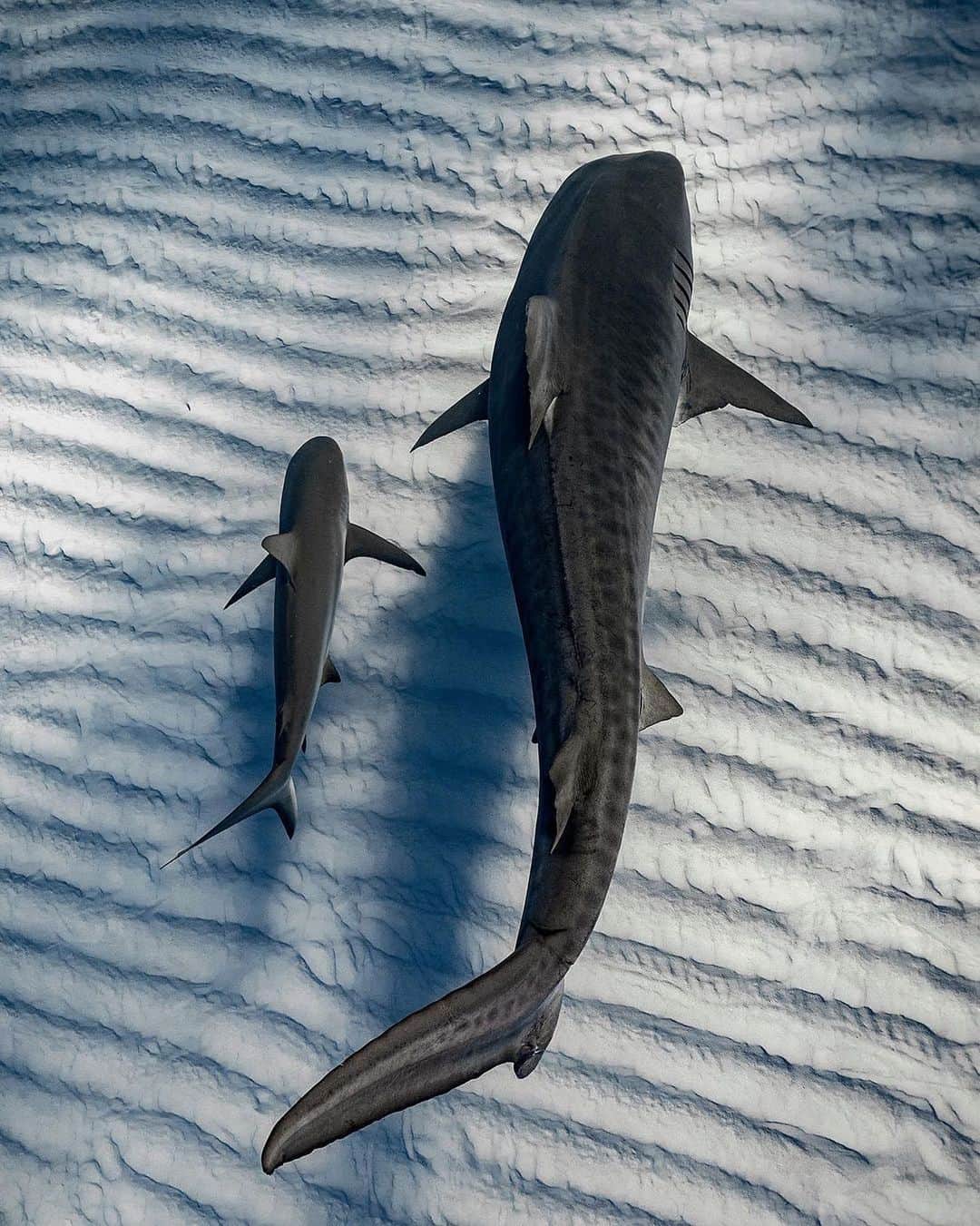 Discover Earthさんのインスタグラム写真 - (Discover EarthInstagram)「Best buds in one pic 🌊🦈 Meet Emma, a big female tiger shark, and her pal, a Caribbean reef shark, out exploring. These two buddies glide through the ocean's sandy design, showing off the wild beauty of the deep blue. 🌊🔱  📍Tiger Beach, Bahamas  🇧🇸 #DiscoverTheBahamas with @jferraragallery」9月5日 3時28分 - discoverearth