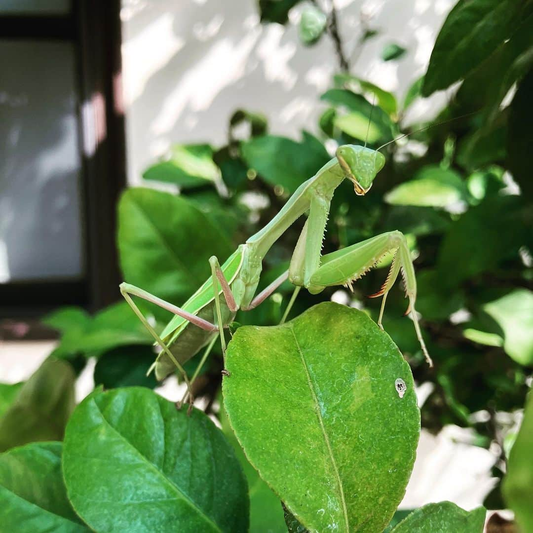 シーマス・デヴァーのインスタグラム：「My new garden buddy sucks at Rose care. But he looks like an alien and maybe he eats Aphids.」