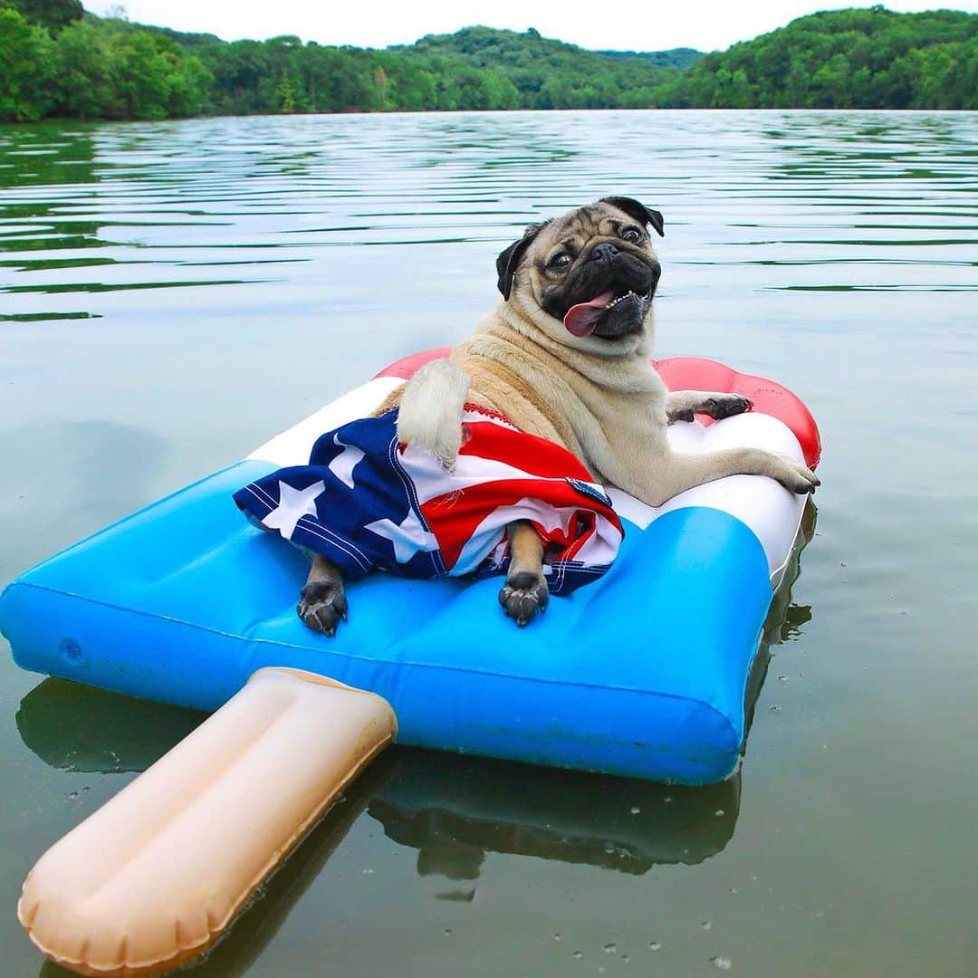 itsdougthepugのインスタグラム：「“When a pug knows how to do Labor Day right” -Doug」