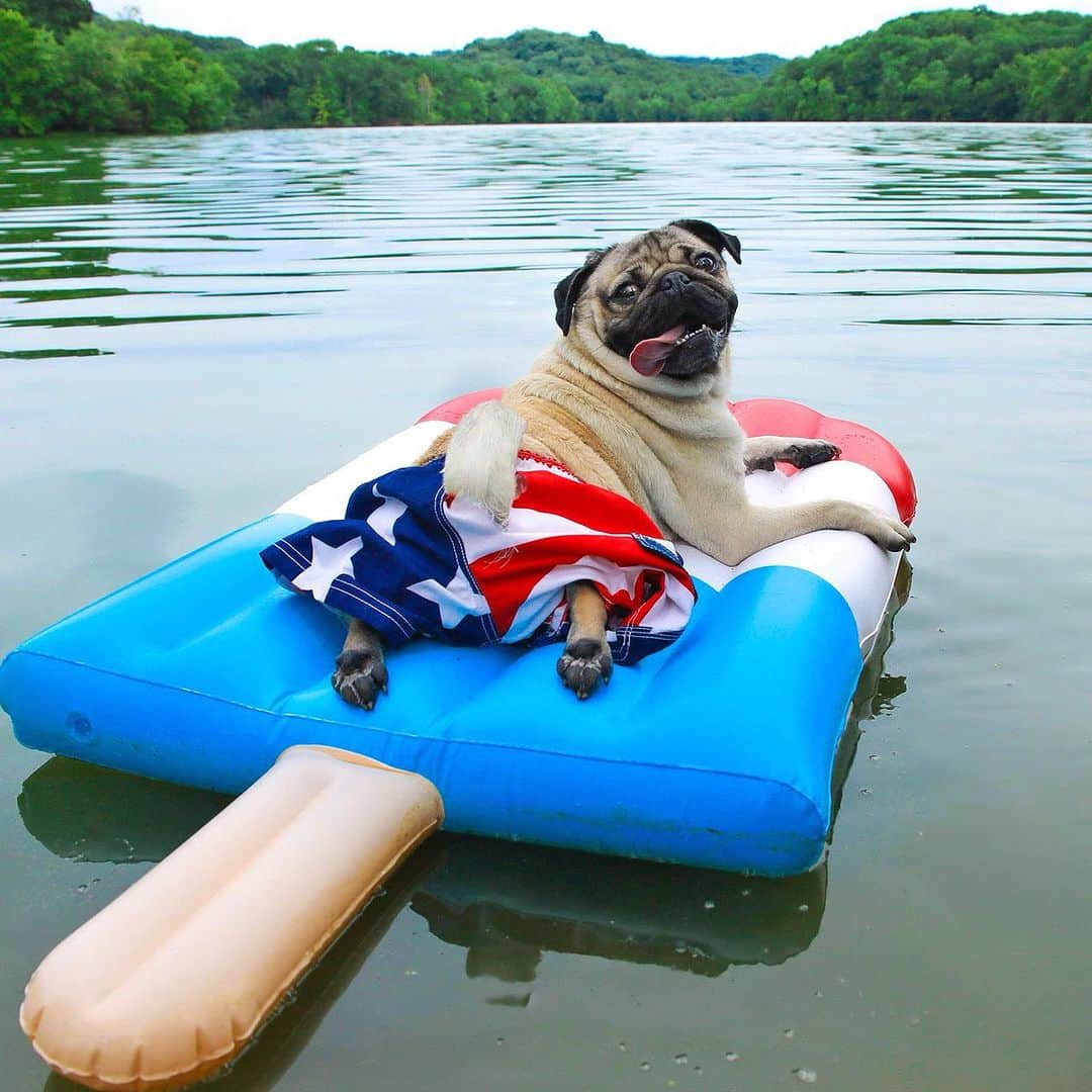 のインスタグラム：「“When a pug knows how to do Labor Day right” -Doug」