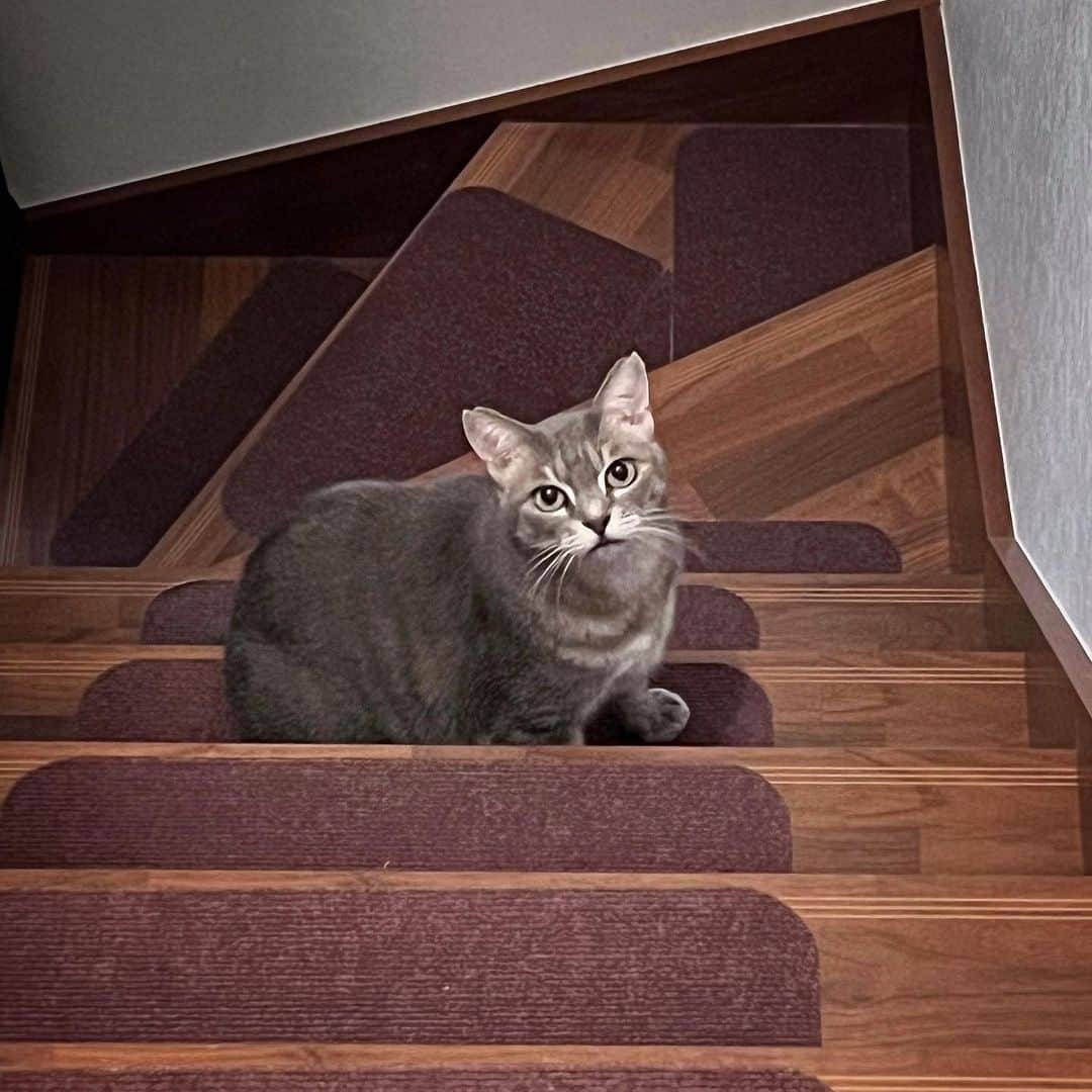 のインスタグラム：「𝕂𝕒𝕨𝕒𝕚𝕚♡⃛ * * * #catsofinstagram #instacat_meows #IGersJP #nyancon01 #mmts_nekotomo #無敵の親バカ同盟 #関西ねこ部 #ふわもこ部 #ペコねこ部 #peppyフォト部 #ねこは人を笑顔にする #サンデイ #sippoストーリー #メイクにゃーと #ペトコト取材班 #ニャン友 #ねこのきもち * #fukushincha #marikill66_0904」