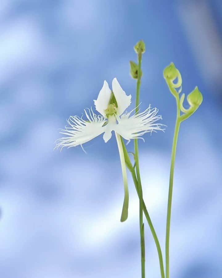 花の写真館のインスタグラム：「Photo by @maruse12468. https://instagram.com/maruse12468/ . Original Post[投稿いただいたURL] https://www.instagram.com/p/CvmQ7xhvUWz/ . 本アカウントは、 #私の花の写真 をつけてInstagramに投稿された皆さまの花の写真や、「花の写真館」Facebookページで投稿された花の写真を紹介します。 「花の写真館」Facebookページは、「 @floral.photograph 」のプロフィールにあるURLからご覧ください。 . ※各種法令、マナー、関係者の指示に従った撮影をお願いします。 *Please ensure that your photography adheres to all relevant laws, etiquette, and instructions issued by authorized persons. ※本アカウントは東京カメラ部がFacebook、Instagramのサービスを利用して運営しているもので、Meta社・Instagramとは一切関係ありません。 . #花の写真館 #floralphotograph #floralphoto #flower #flowers Follow: @floral.photograph」