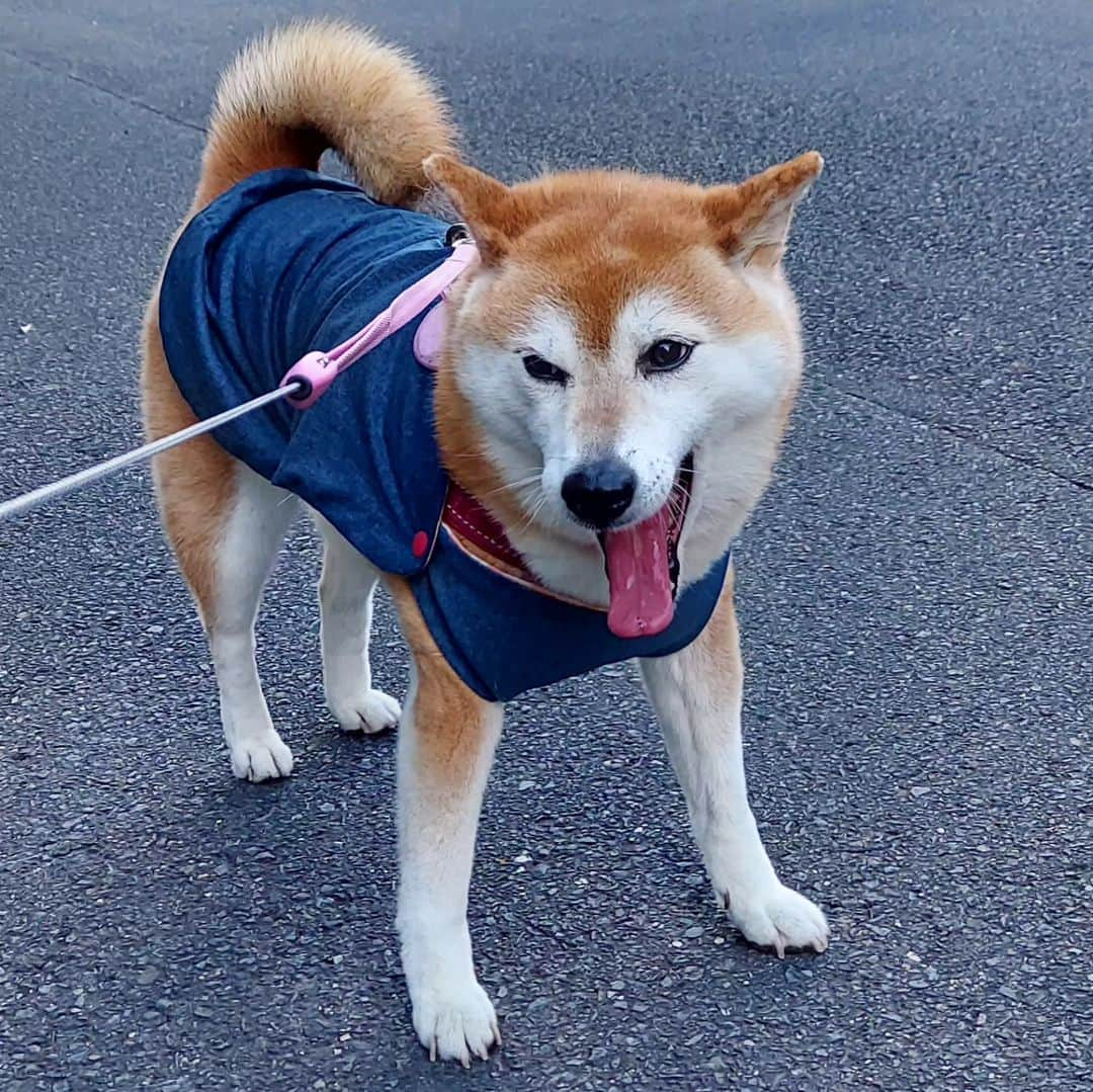 ハナとソラのインスタグラム：「※ あつい～💦💦💦  とけちゃう～🥵  ホントに毎日暑くて暑くて  今から来年の夏が心配です😱  #柴犬 #柴犬こよみ #ここ柴部 #猛暑 #あつい」