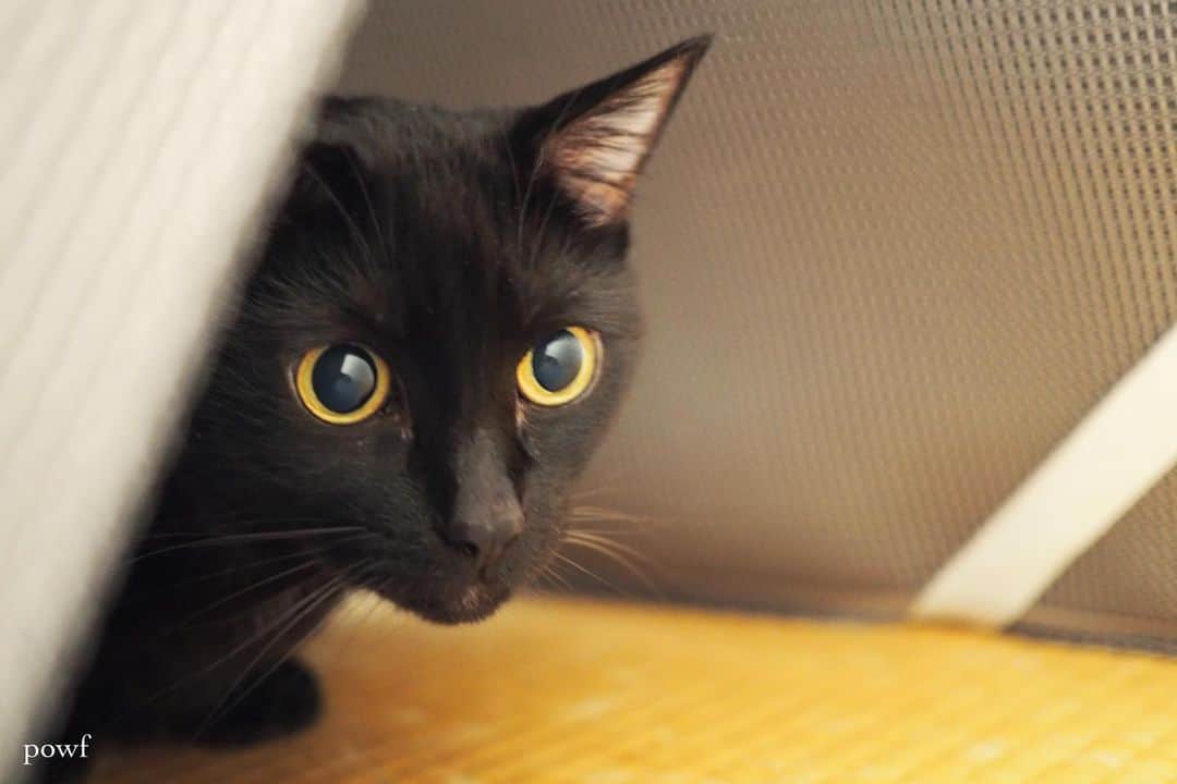 anemone_69さんのインスタグラム写真 - (anemone_69Instagram)「🐈‍⬛ . . #ハカセとキョウジュ #blackcat #黒猫 #cat #猫 #保護猫 . . .」9月4日 20時36分 - powf