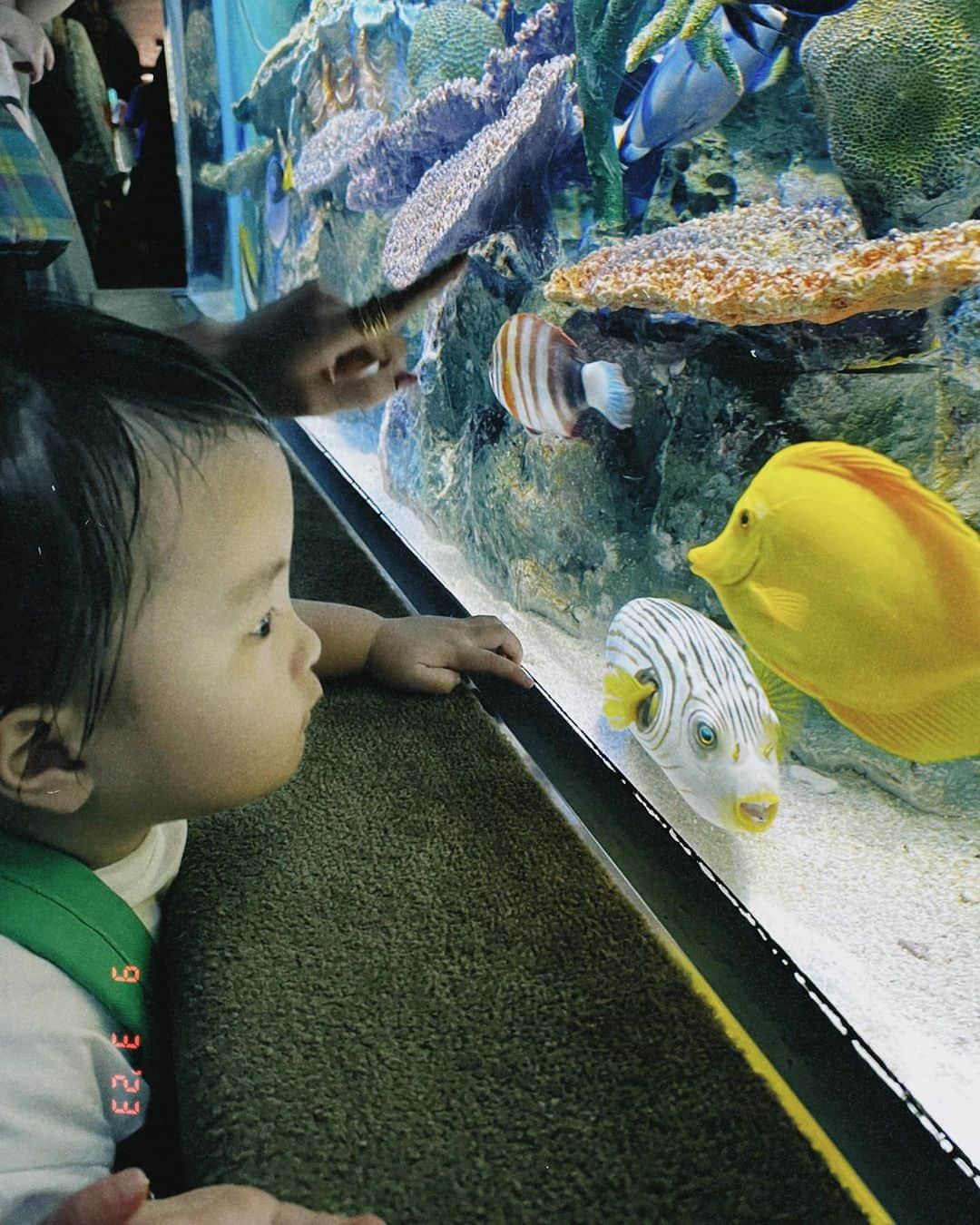 平アスカさんのインスタグラム写真 - (平アスカInstagram)「「いつか家族で水族館とかいってみたい」  そういえば、妹がLINEでいってた  わたしは2歳、妹は1歳から児童養護施設で育ったから両親とお出かけなんてしたことなかったから。  姫（姪っ子）に最近会えてなかったからわたしが会う理由つくりたくてどっかいこーって提案したけど  👸🏻も初めての水族館めっちゃ喜んでくれてよかった〜！ （真顔の写真ばっかだけど笑）  旦那さんベビーカー押してくれたり、うちらをうしろからそっと見守ってくれてありがとおおお . . #水族館 #水族館デート #サンシャイン水族館 #初めての水族館 #家族っていいね #姪っ子らぶ #姪っ子とデート #しあわせをありがとう」9月4日 21時00分 - asucataira