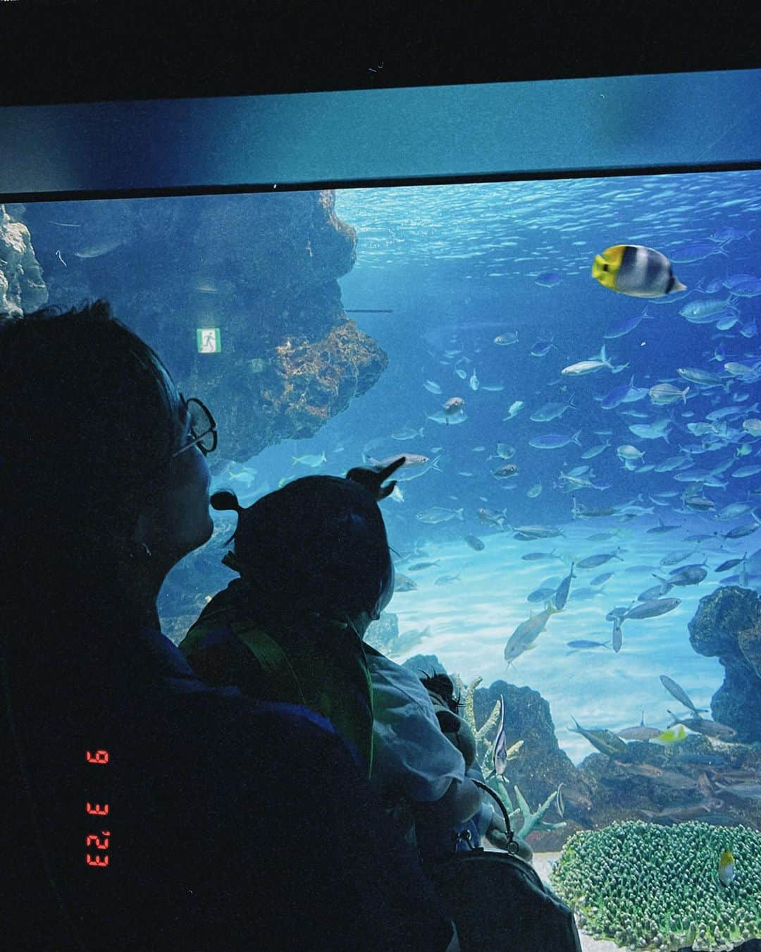 平アスカさんのインスタグラム写真 - (平アスカInstagram)「「いつか家族で水族館とかいってみたい」  そういえば、妹がLINEでいってた  わたしは2歳、妹は1歳から児童養護施設で育ったから両親とお出かけなんてしたことなかったから。  姫（姪っ子）に最近会えてなかったからわたしが会う理由つくりたくてどっかいこーって提案したけど  👸🏻も初めての水族館めっちゃ喜んでくれてよかった〜！ （真顔の写真ばっかだけど笑）  旦那さんベビーカー押してくれたり、うちらをうしろからそっと見守ってくれてありがとおおお . . #水族館 #水族館デート #サンシャイン水族館 #初めての水族館 #家族っていいね #姪っ子らぶ #姪っ子とデート #しあわせをありがとう」9月4日 21時00分 - asucataira