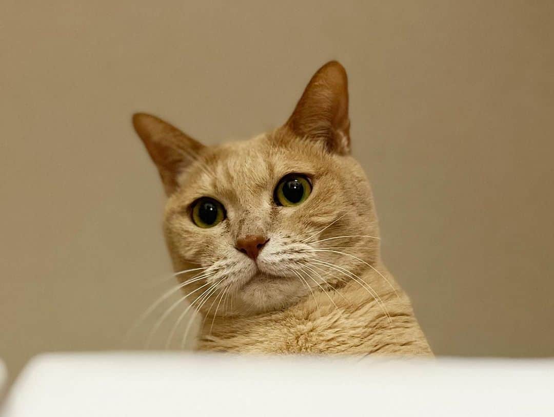 ひのき猫のインスタグラム：「見下ろされたい☺️  ・ ・ ・  #ひのき猫  #ひのき  #女王猫  #かわいい猫  #べっぴんさん  #見下ろす猫  #にゃんすたぐらむ  #猫との生活  #cat  #catstagram  #cutecats」