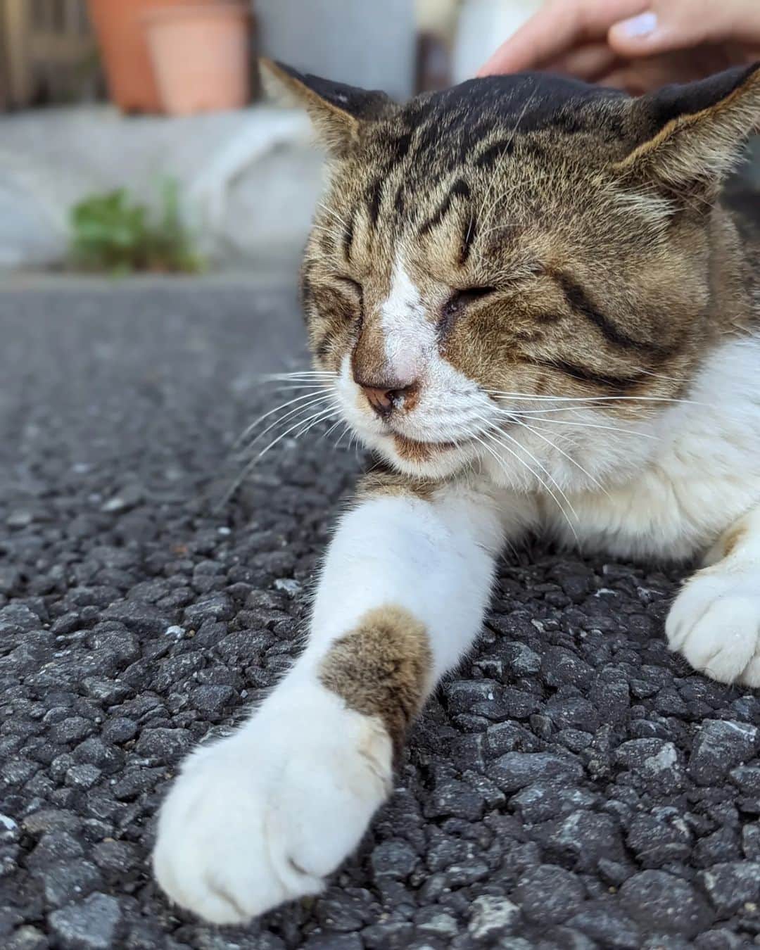 三宅裕子のインスタグラム：「🐱🐈‍⬛ ͗…⁡ ⁡⁡いつもいいね👍コメントありがとうございます😊⁡ ⁡お返事遅くなってごめんなさい🙏⁡ ⁡⁡ ⁡またゆっくりですが⁡ ⁡お返事していきますね♡⁡🐰 ⁡⁡ ⁡ 🐾🐾🐾🐾⁡ ⁡⁡⁡ ⁡はじめましての地域猫ちゃん。⁡⁡ ⁡ ⁡歩道にころんといた猫ちゃん達♡ ⁡⁡⁡ ⁡ 行きに白猫の子がいて⁡ ⁡帰りに⁡キジ三毛？の子が登場して⁡くれました☺️⁡ ⁡しかもめちゃくちゃ人懐っこくて！⁡ ⁡お腹も見せてくれたりして⁡⁡ ⁡可愛かった🤭 ⁡ ⁡ ⁡⁡この慣れ具合は ⁡近所の人に愛されてるのが伝わる✨⁡ ⁡⁡ ⁡癒されました♡⁡⁡⁡ ⁡⁡ ツキちゃんも⁡また ⁡postするね🐰 ⁡⁡ ⁡✰⋆｡:ﾟ･*☽:ﾟ･⋆｡✰⋆｡:ﾟ ⁡ #地域猫⁡ ⁡ #野良猫⁡ ⁡ #ねこねこ⁡ ⁡ #猫好きさんと繋がりたい ⁡ ⁡ #白猫 #キジ三毛 ⁡ ⁡ #癒しねこ⁡ ⁡ #Japanesecats⁡ ⁡ # # #」