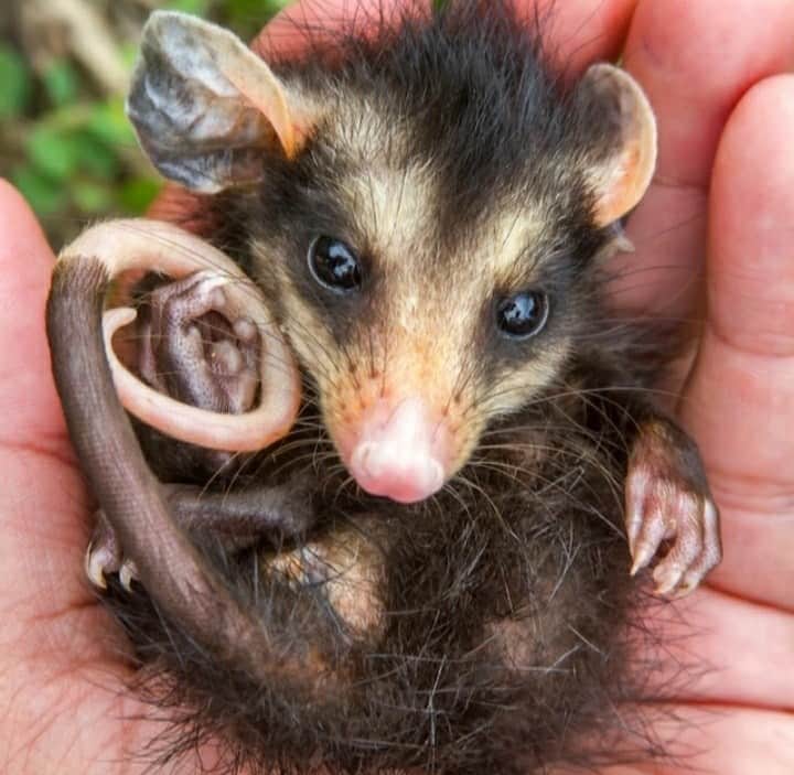 アメリカ自然史博物館のインスタグラム：「What's that critter, you ask? 👂 It's the big-eared opossum (Didelphis aurita). This nocturnal marsupial  prowls the forest floor by night. Its diet includes invertebrates like crickets and millipedes, a variety of fruit, and small vertebrates like snakes and birds. It can be found in humid forests across South America like those in Brazil and Argentina.   Photo: cnovaes, CC BY-NC 4.0, iNaturalist (juvenile pictured)  #amazingnature #didyouknow #animalfacts #biodiversity #cuteanimals #wildlifephotography」