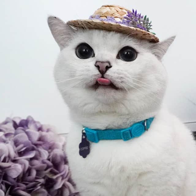 ミスター・ホワイトさんのインスタグラム写真 - (ミスター・ホワイトInstagram)「Let’s go picnic together🧺 ❤️  #summer #picnic #cute #cat」9月4日 22時23分 - white_coffee_cat