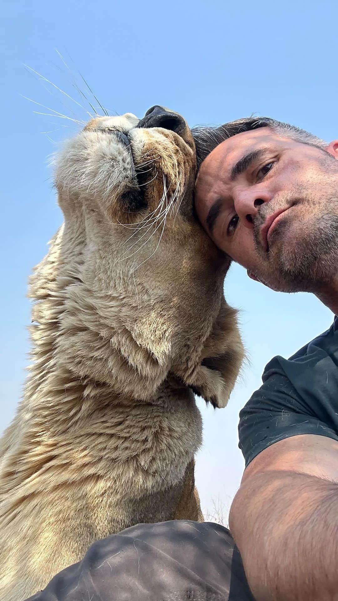 Kevin Richardson LionWhisperer のインスタグラム：「Not quite the mighty jungle and not yet night time, but still two sleeping lions. Today my heart was filled with joy. Meg walked up to Icarus and gave him a face rub and he reciprocated with a big ol face lick! Wow 🤩 wow 🤩 wow 🤩. My work is done! As many of you who have followed this love story will know, it has taken a long, long time. Meg has always been weary of him despite him being a wonderful gentleman at times. Today the weariness was no more! I was so excited by what I was seeing that I whipped out my phone, pushed camera mode and pointed the phone at them. When they stopped I pushed the stop record button, only to see the video start rolling! 😩. I missed it!!! 🤬. Tomorrow we’re heading out for an enrichment walk. I’ll be better prepared then!!」