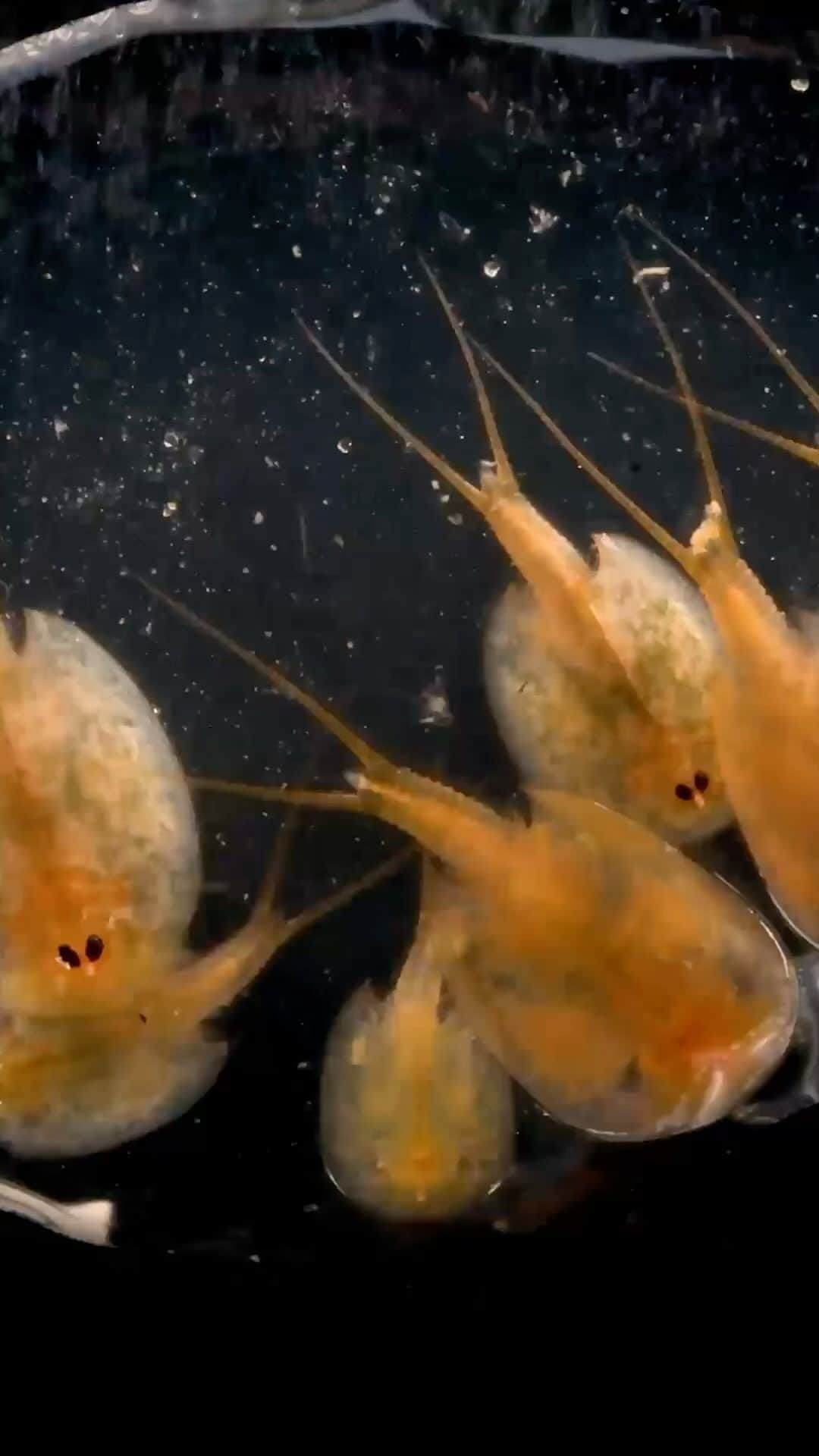 Joel Sartoreさんのインスタグラム動画 - (Joel SartoreInstagram)「These rare ...